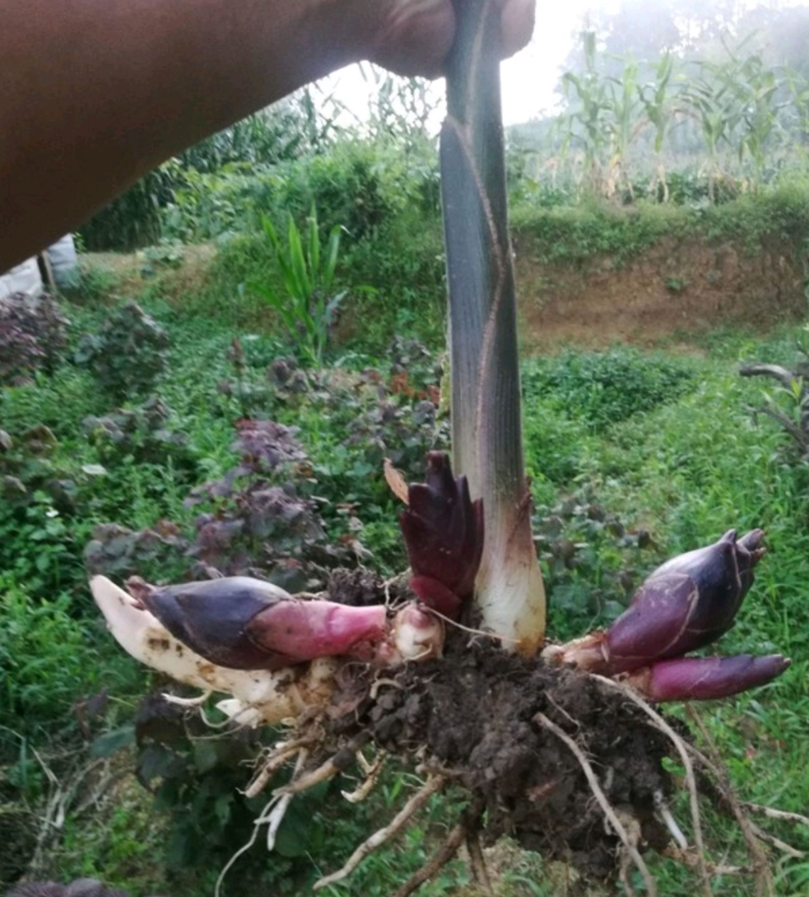 阳荷 种苗