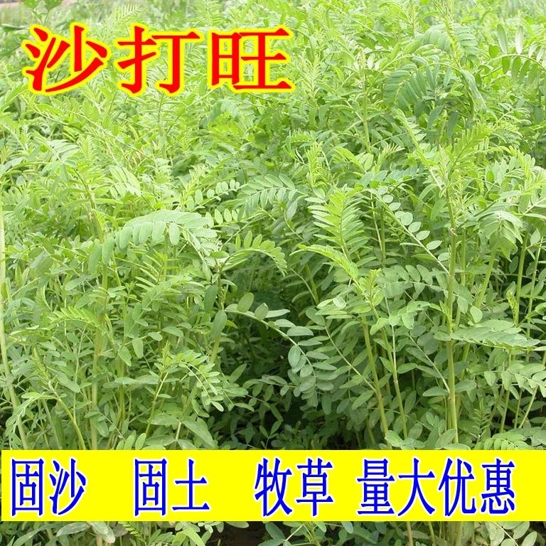 沙打旺 沙打旺种子 多年生牧