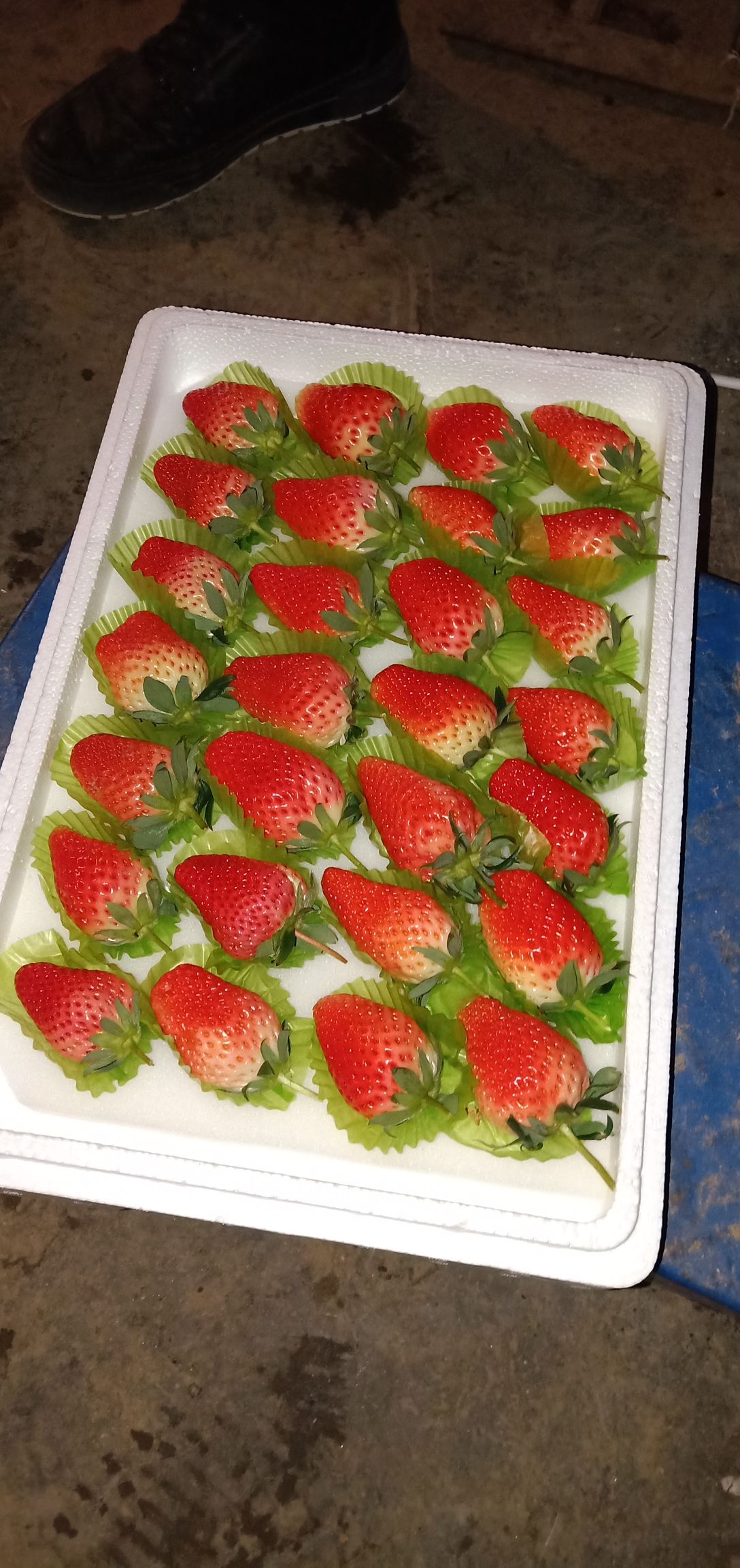 品种名:甜宝草莓 品种名:甜宝草莓 单颗重:30克以上 货品包装:泡沫箱