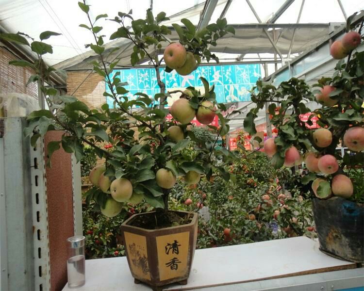 矮化红富士苹果苗 盆栽苹果苗 观赏食用