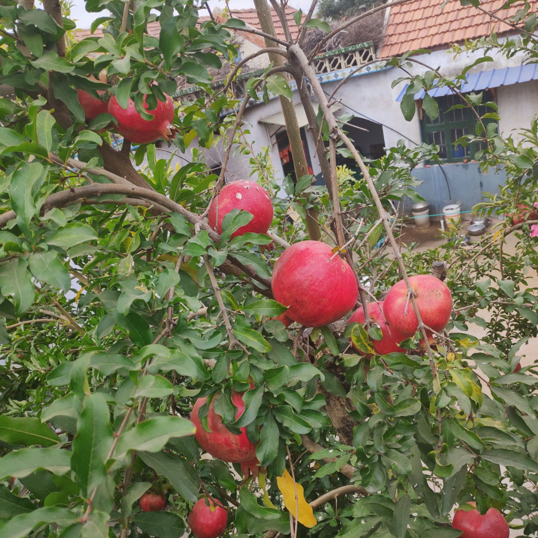 蒙阳红石榴苗