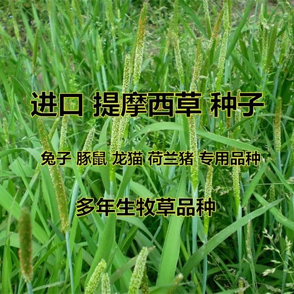 提摩西草种子