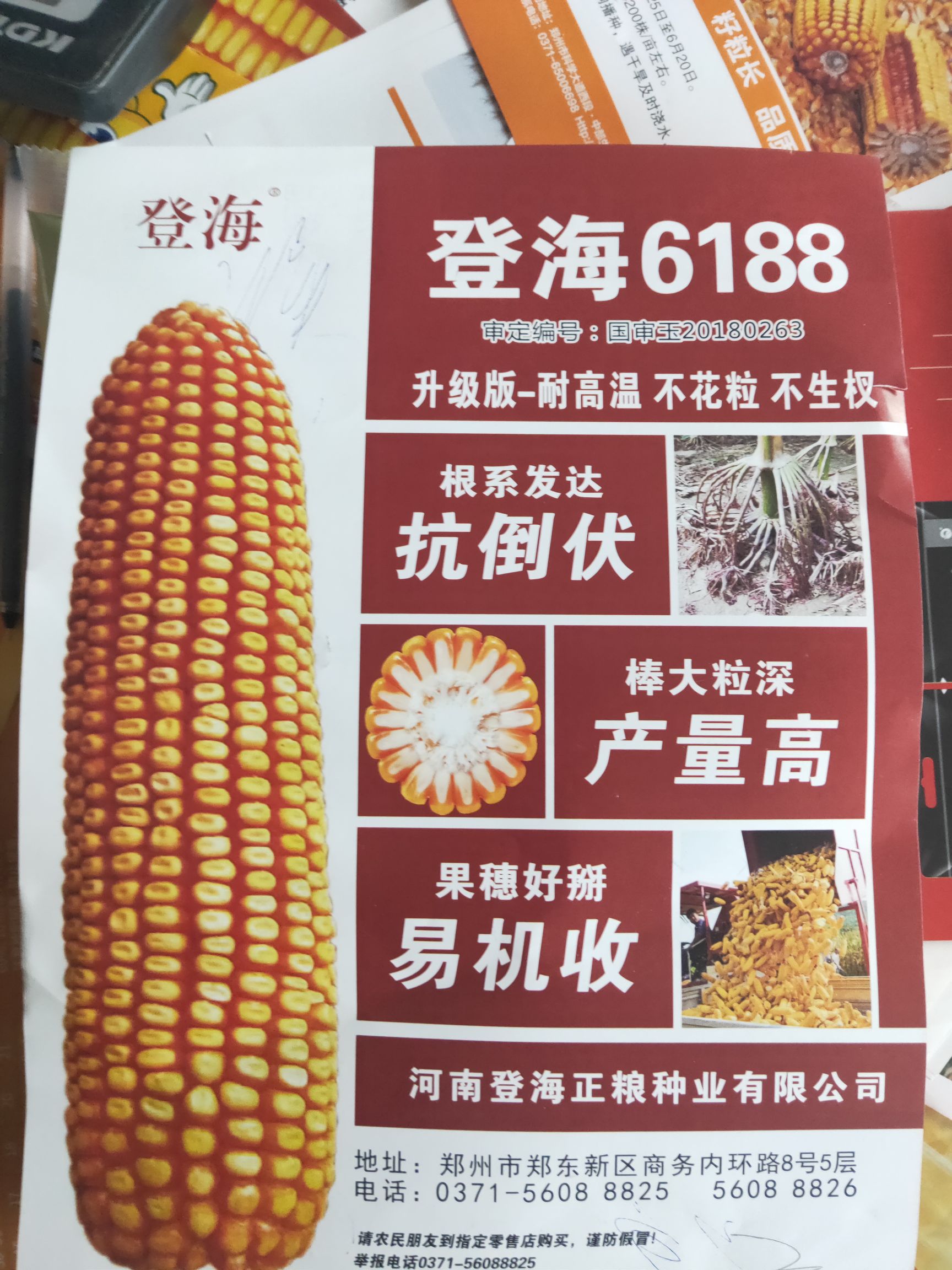 [登海6188玉米种子批发]登海6188 常规种 ≥90% 价格
