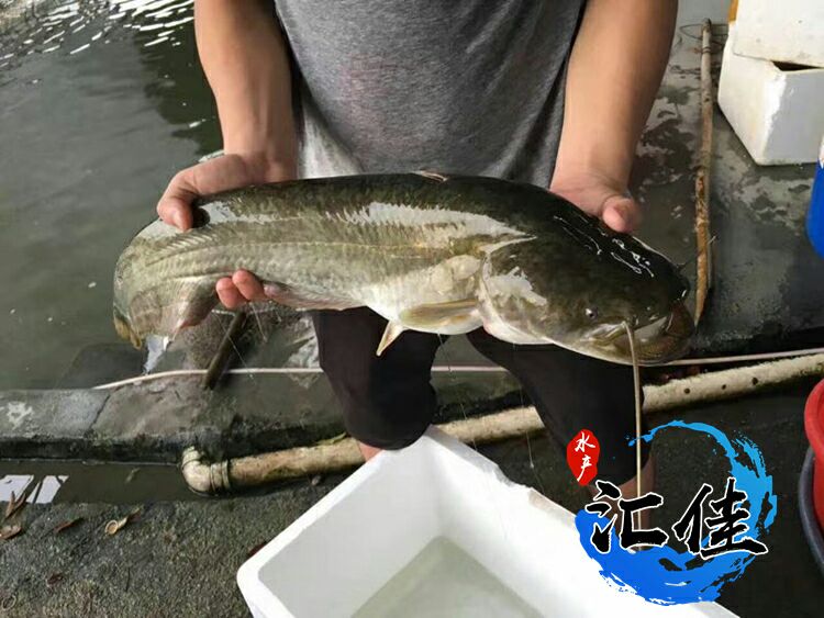 [大口鲶鱼苗批发]大口鲶鱼苗 鲫鱼,草鱼各种鱼苗价格0