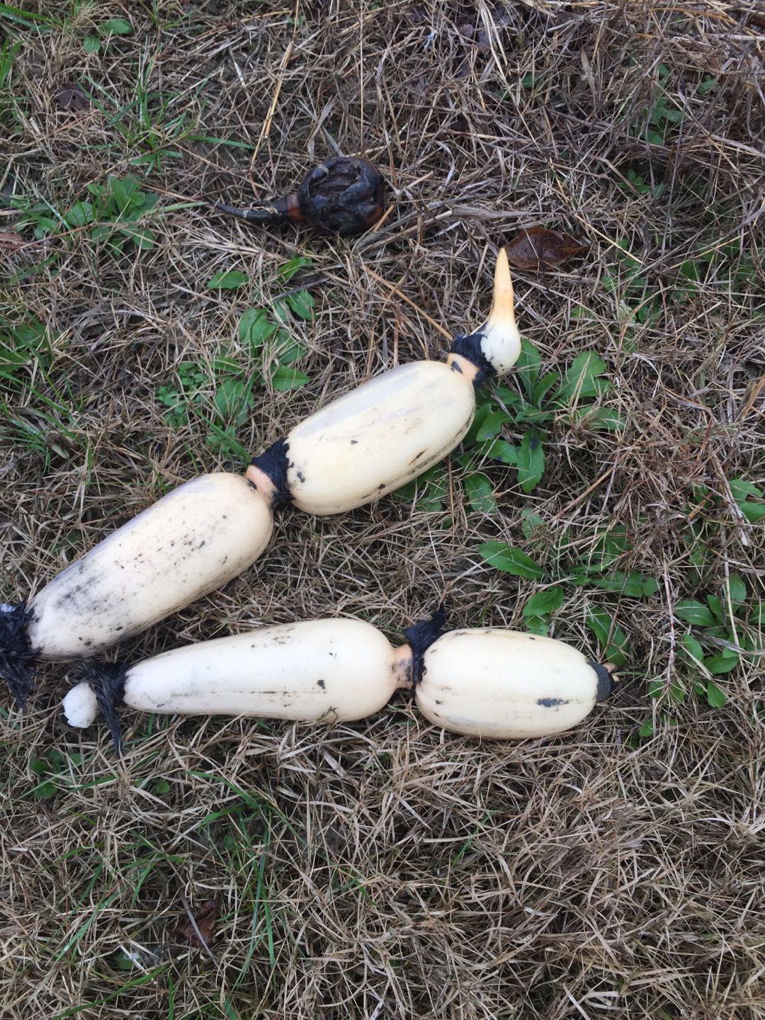 安徽一级5-7cm莲藕