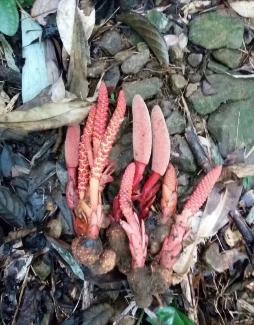 草苁蓉 干