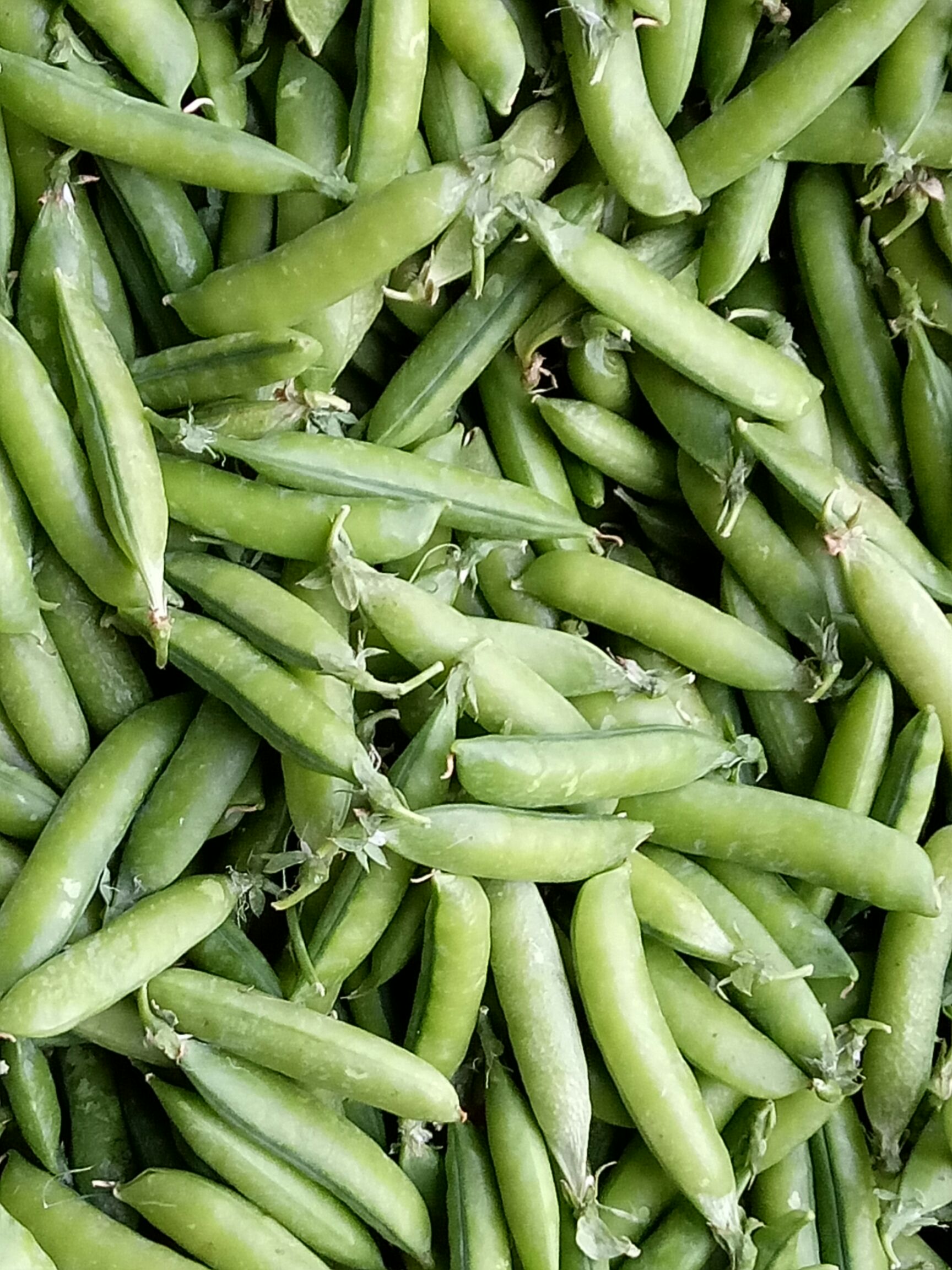 青豌豆 10-12cm