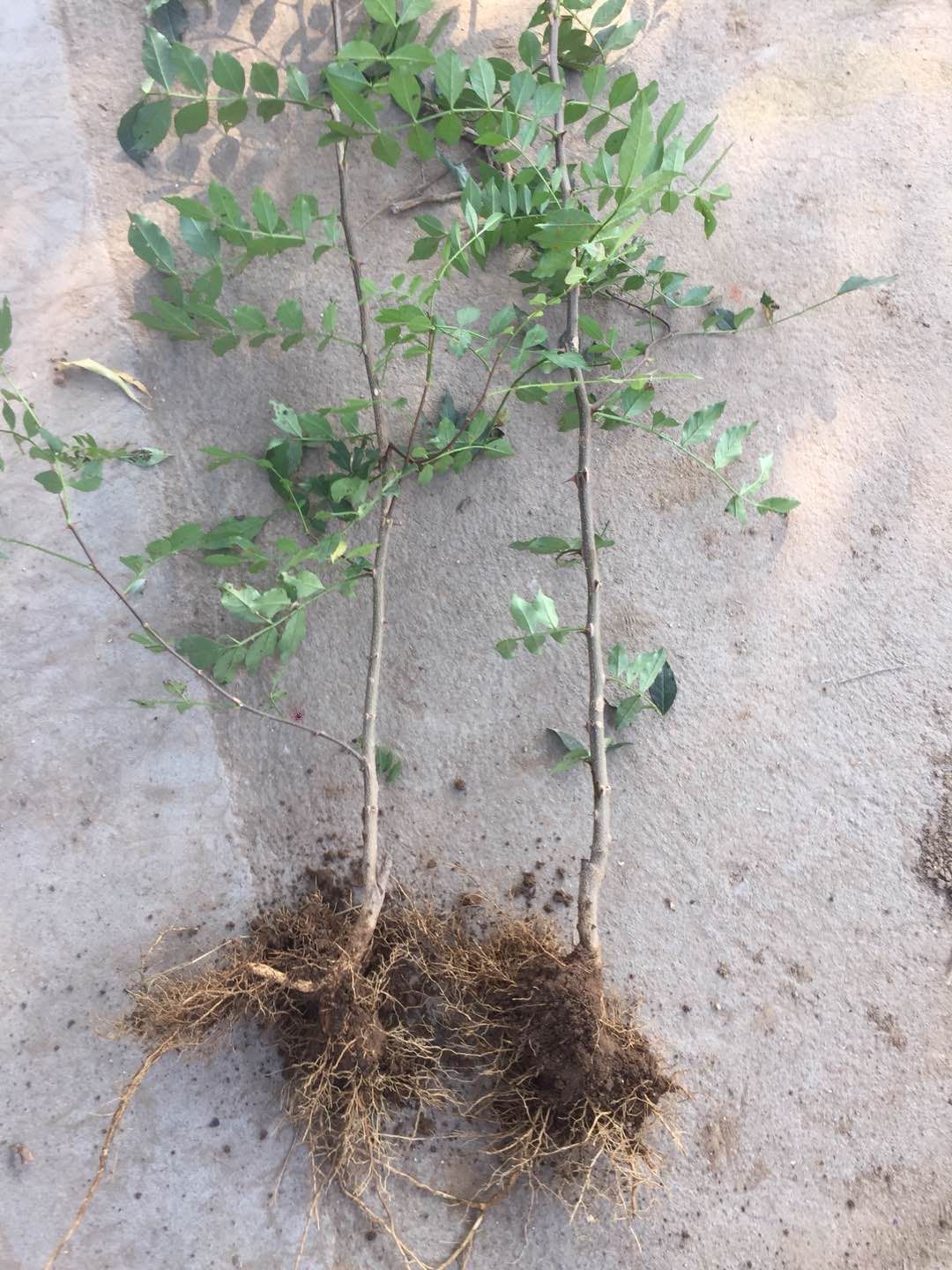 花椒树苗大红袍花椒苗四川食用麻椒苗盆栽地栽无刺高产种当年结果