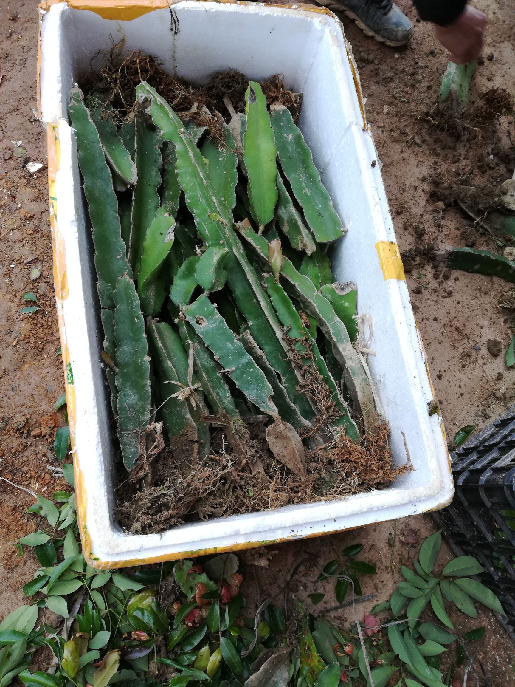 黄皮火龙果苗 红皮红心 红皮红心耐寒品种南北方适合种植