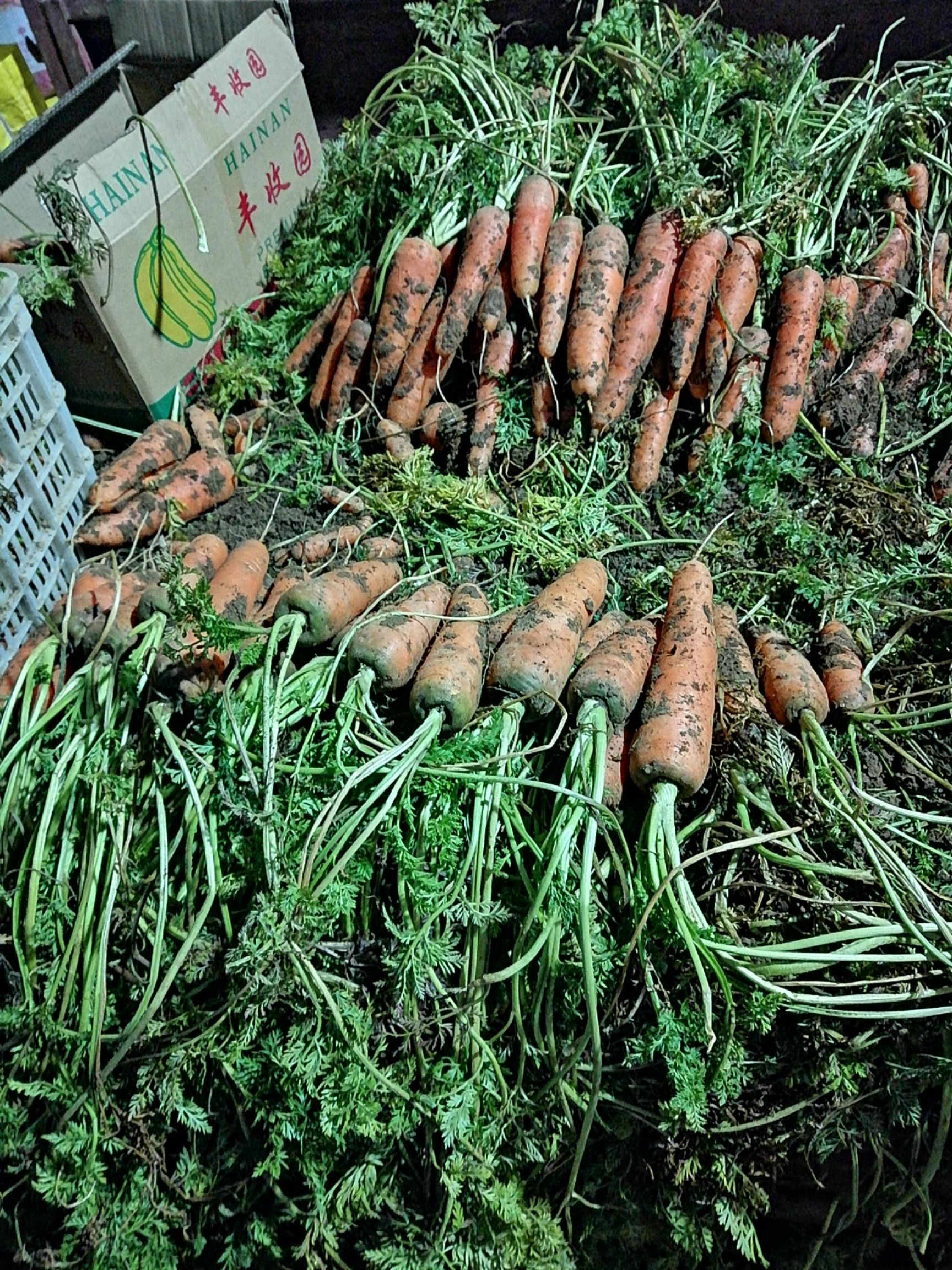 三红七寸参胡萝卜