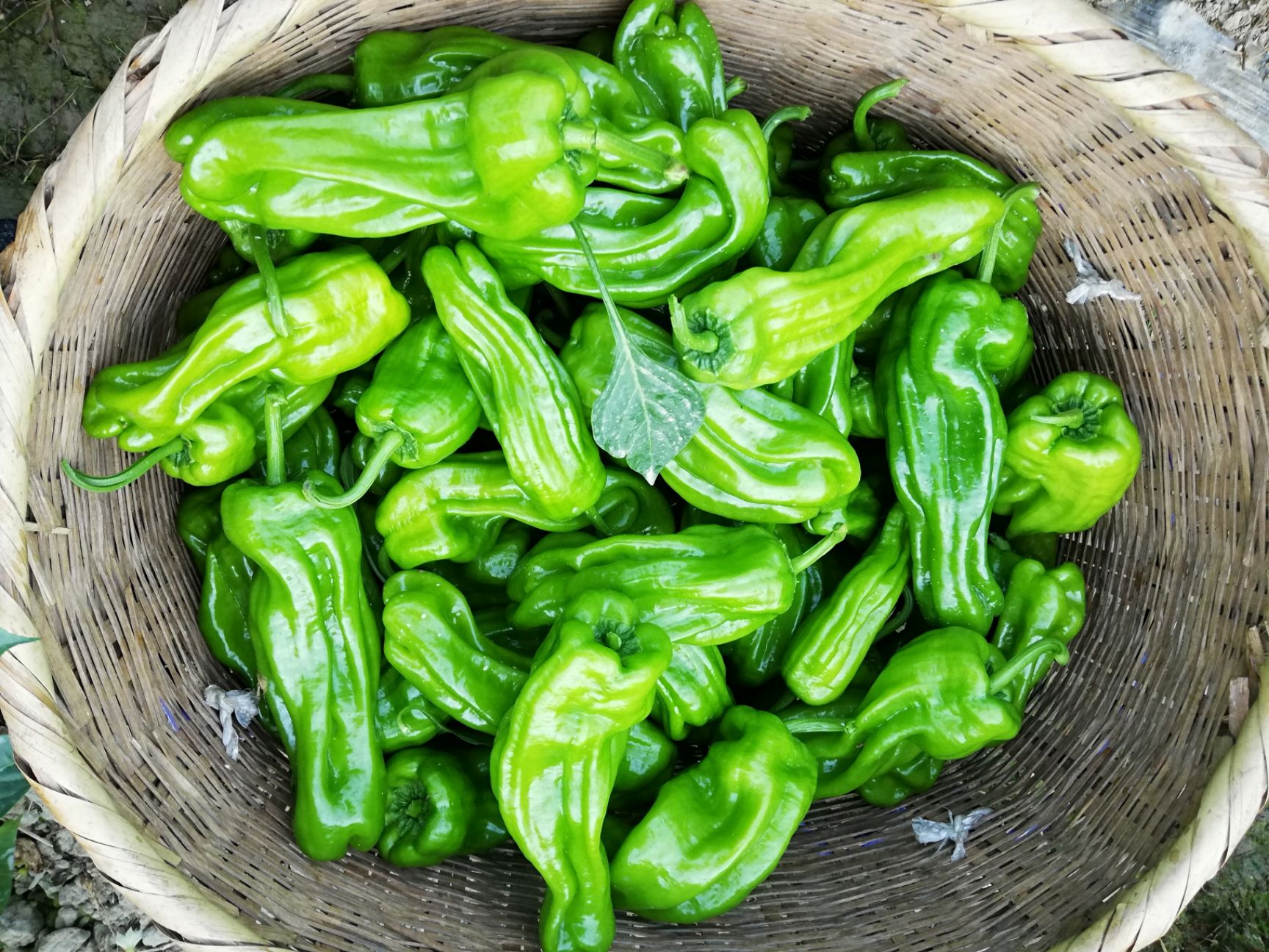 薄皮椒 5~10cm 微辣 靑色
