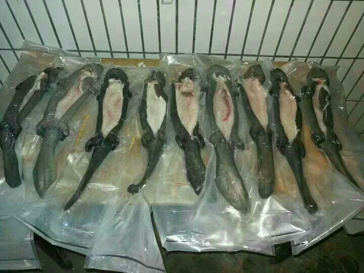 价格美丽,3-15斤/条根据客户需求发货,赠送娃娃鱼宰杀烹饪方法与视频