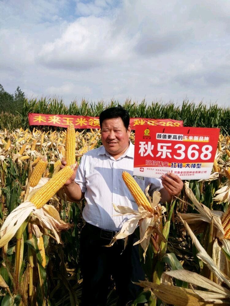 秋乐368 双交种 ≥95%