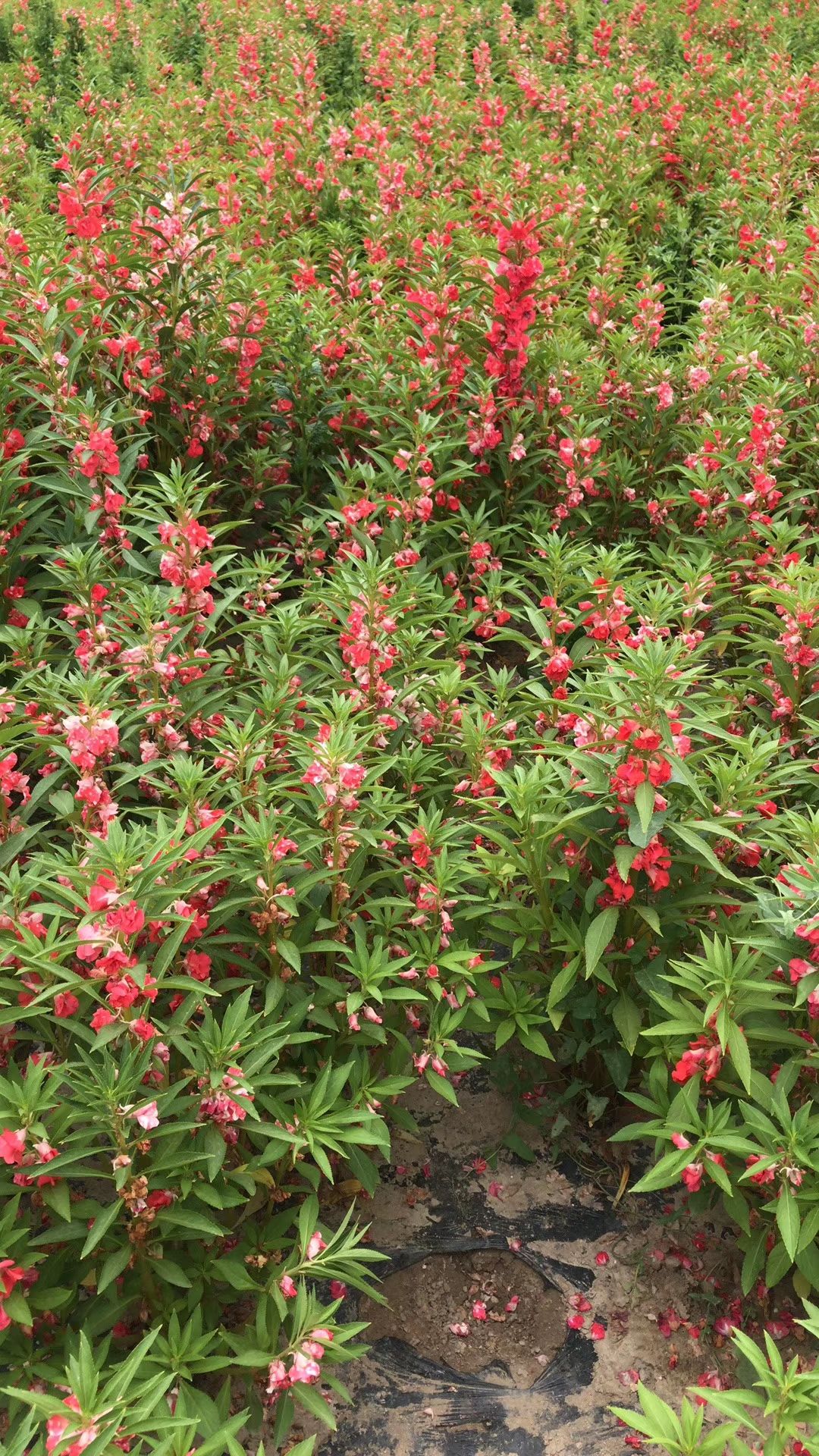凤仙草种子 重瓣凤仙花种子四季种易*花种籽室内外开花种孑花卉盆栽花