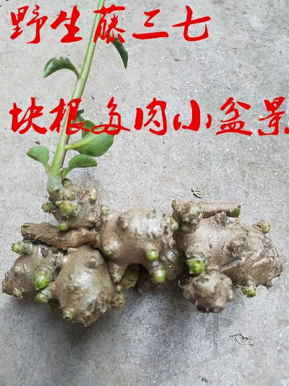 藤三七种苗 野生藤三七植物苗盆栽食用药用土田三七种子根茎爬藤绿植