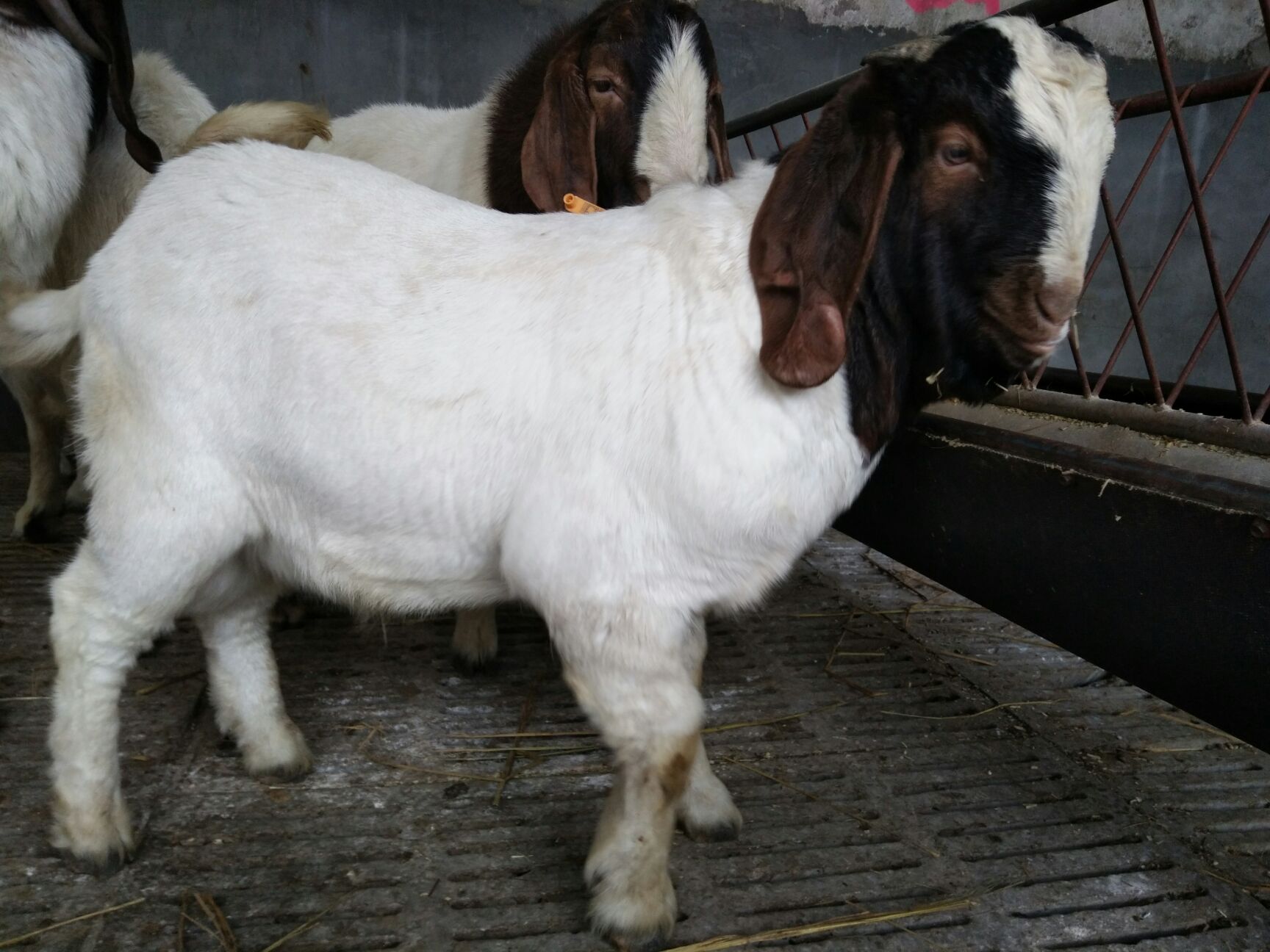 波尔山羊 80-110斤