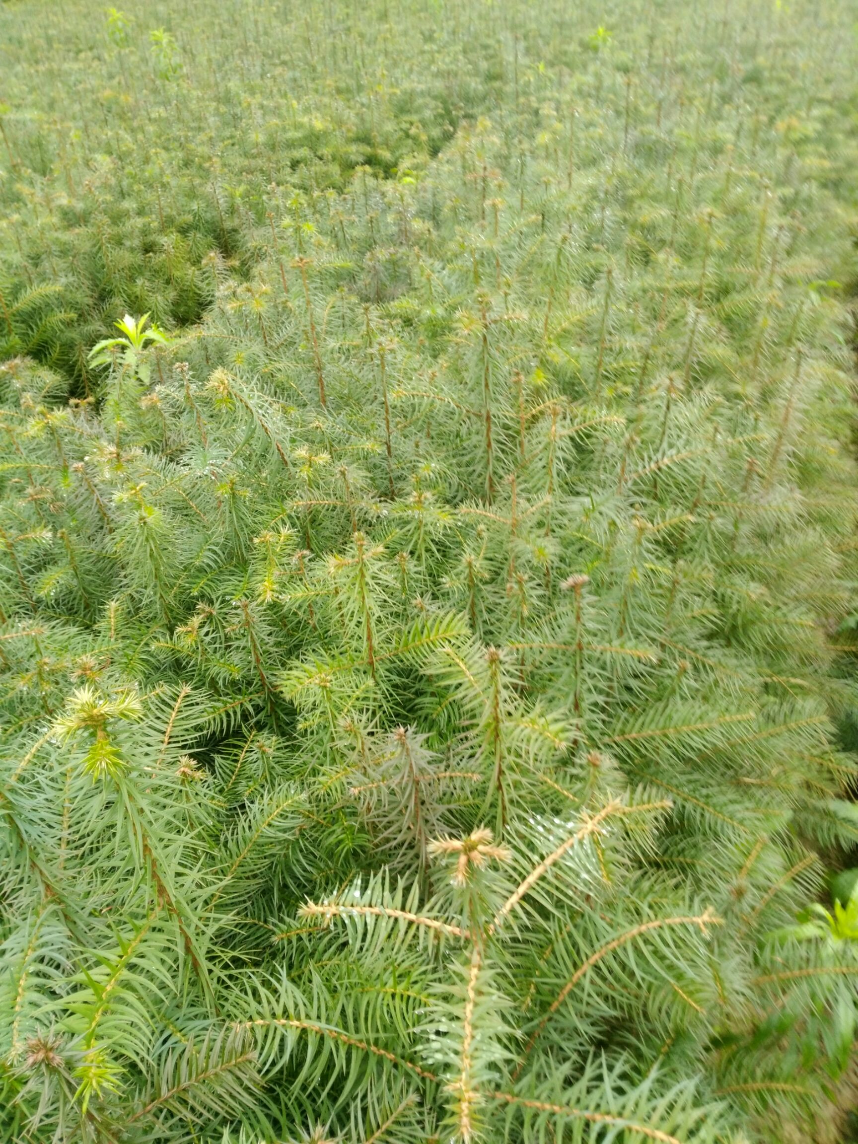 杉木树苗 有二年的红心刺杉,木质好,生长快,夏耐热冬耐寒