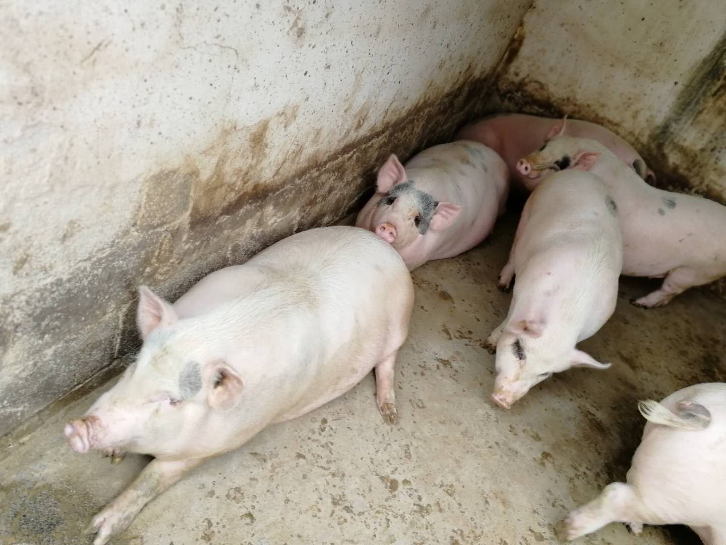 土白猪 160-200斤
