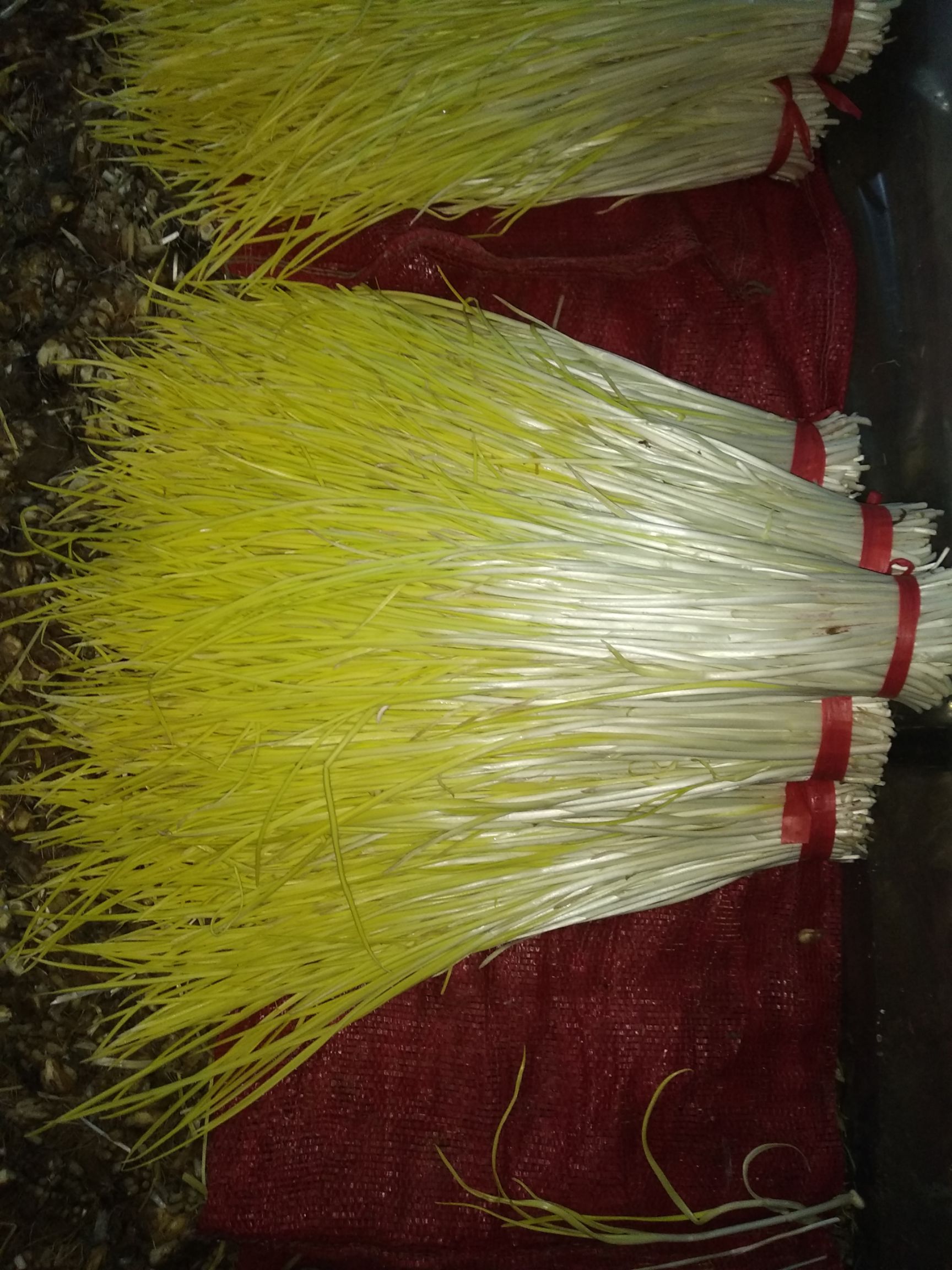 蒜黄50 - 60cm