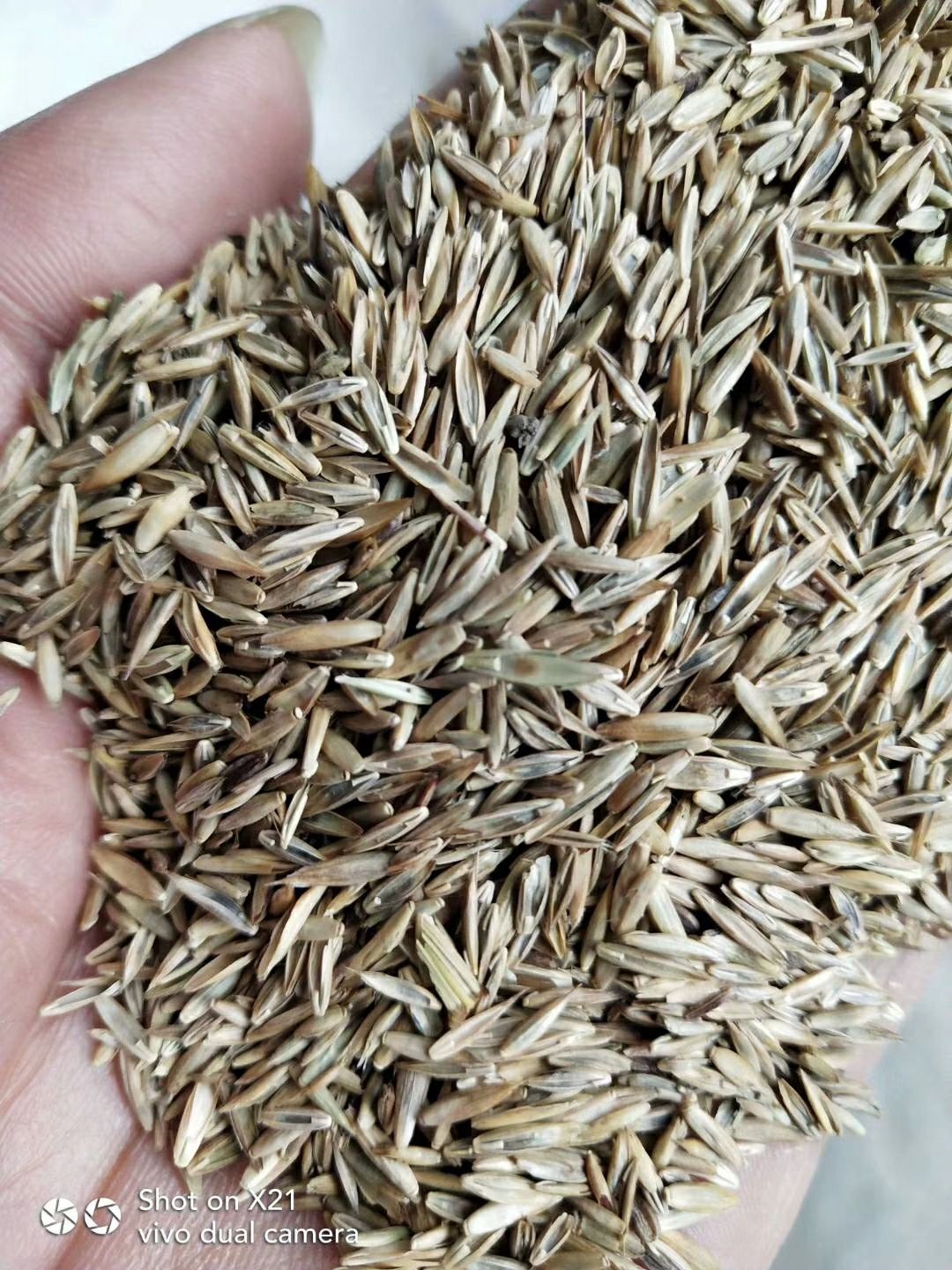 高羊茅种子 高羊茅四季护坡草坪,全国货到付款.量大优惠.
