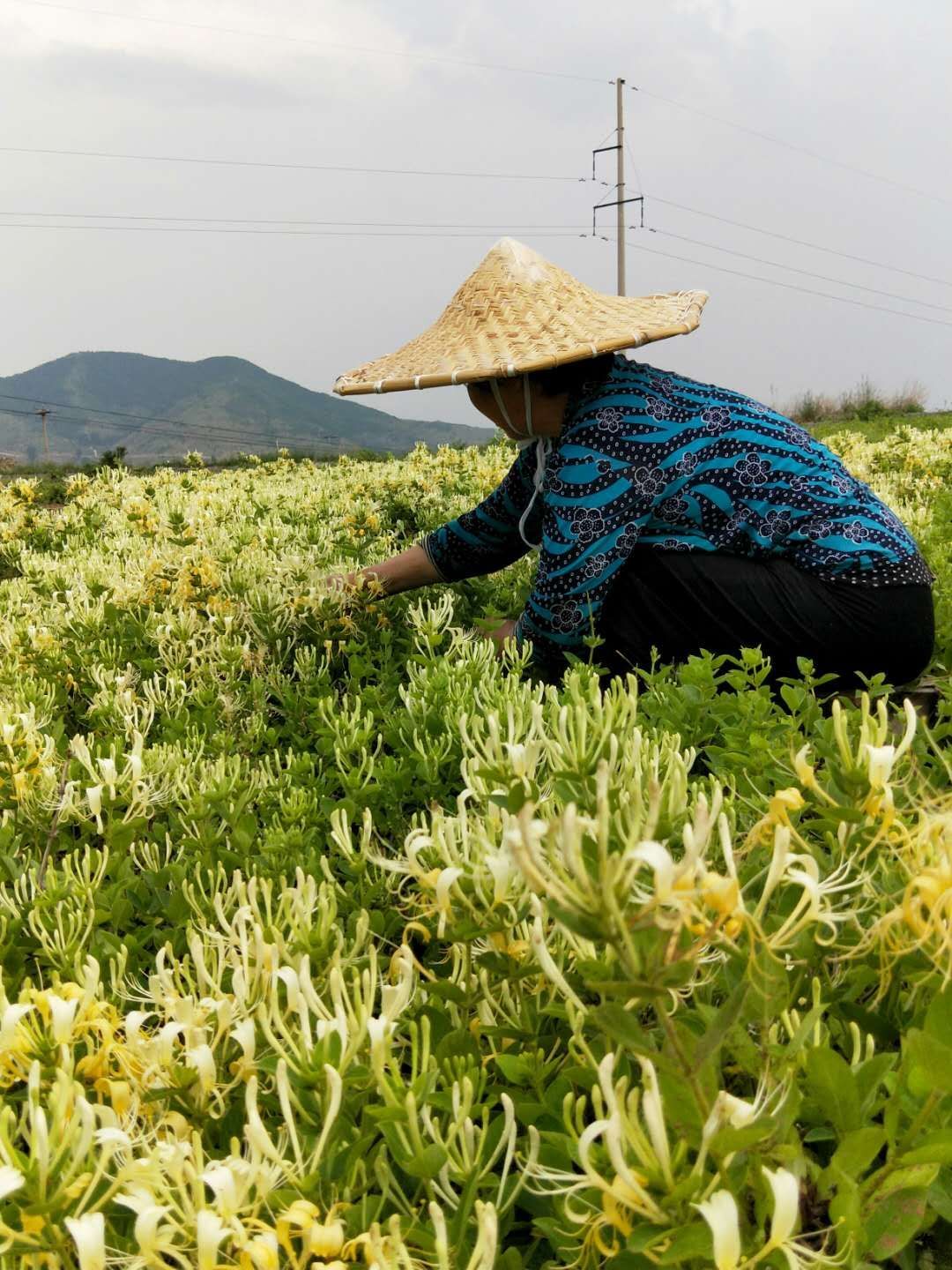 鲁峪一号金银花苗 鲁峪一号金银花一年苗