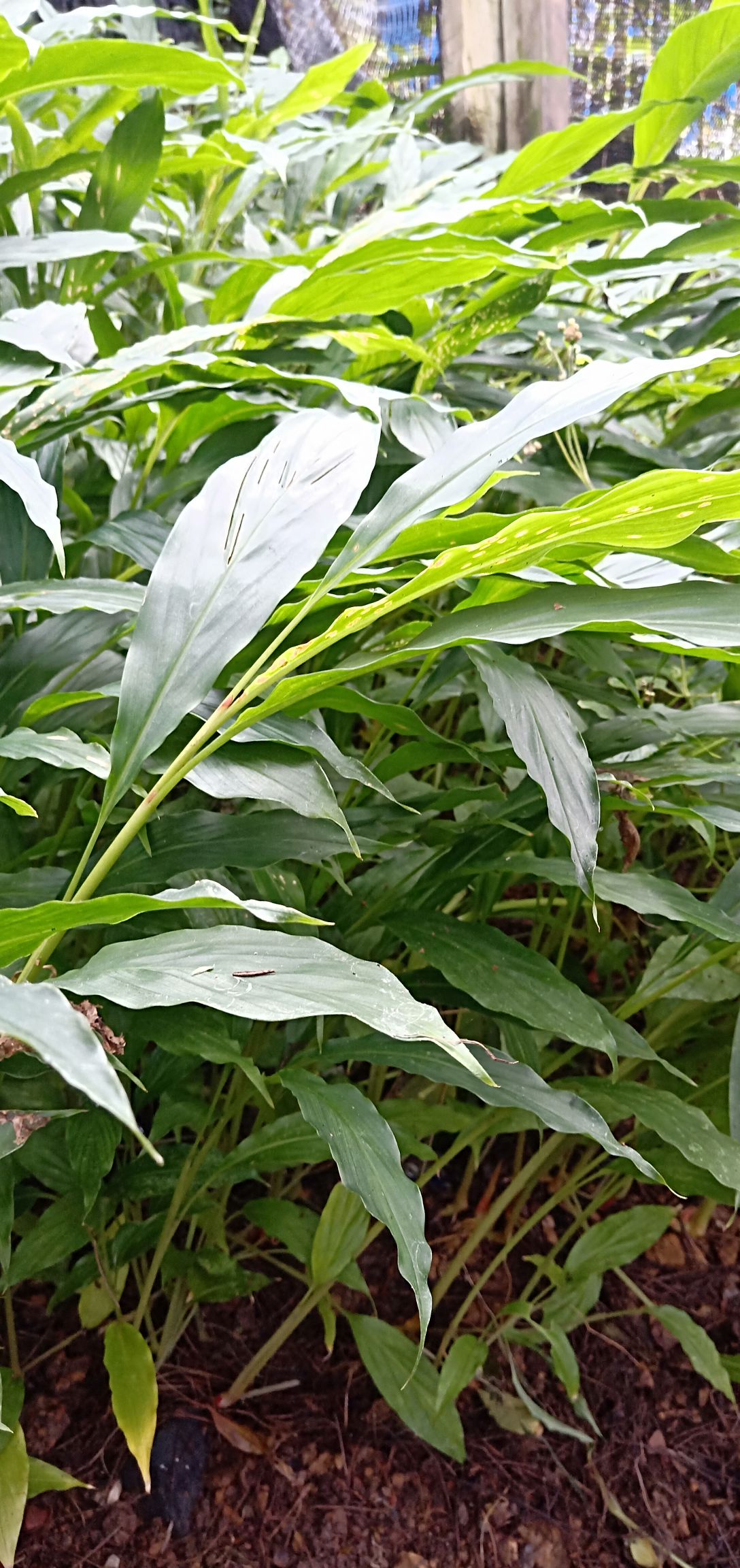 草果 草果种子育苗现货