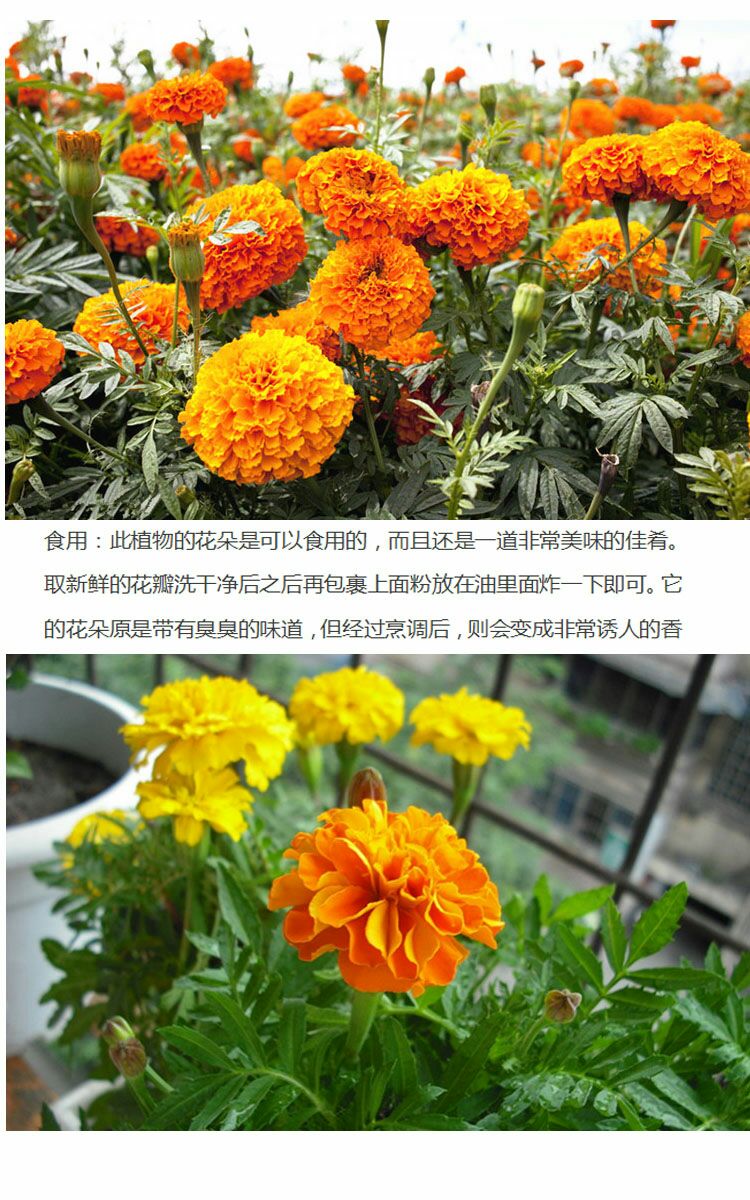万寿菊种子 ≥85% 蜂窝菊蝎子菊 金菊花
