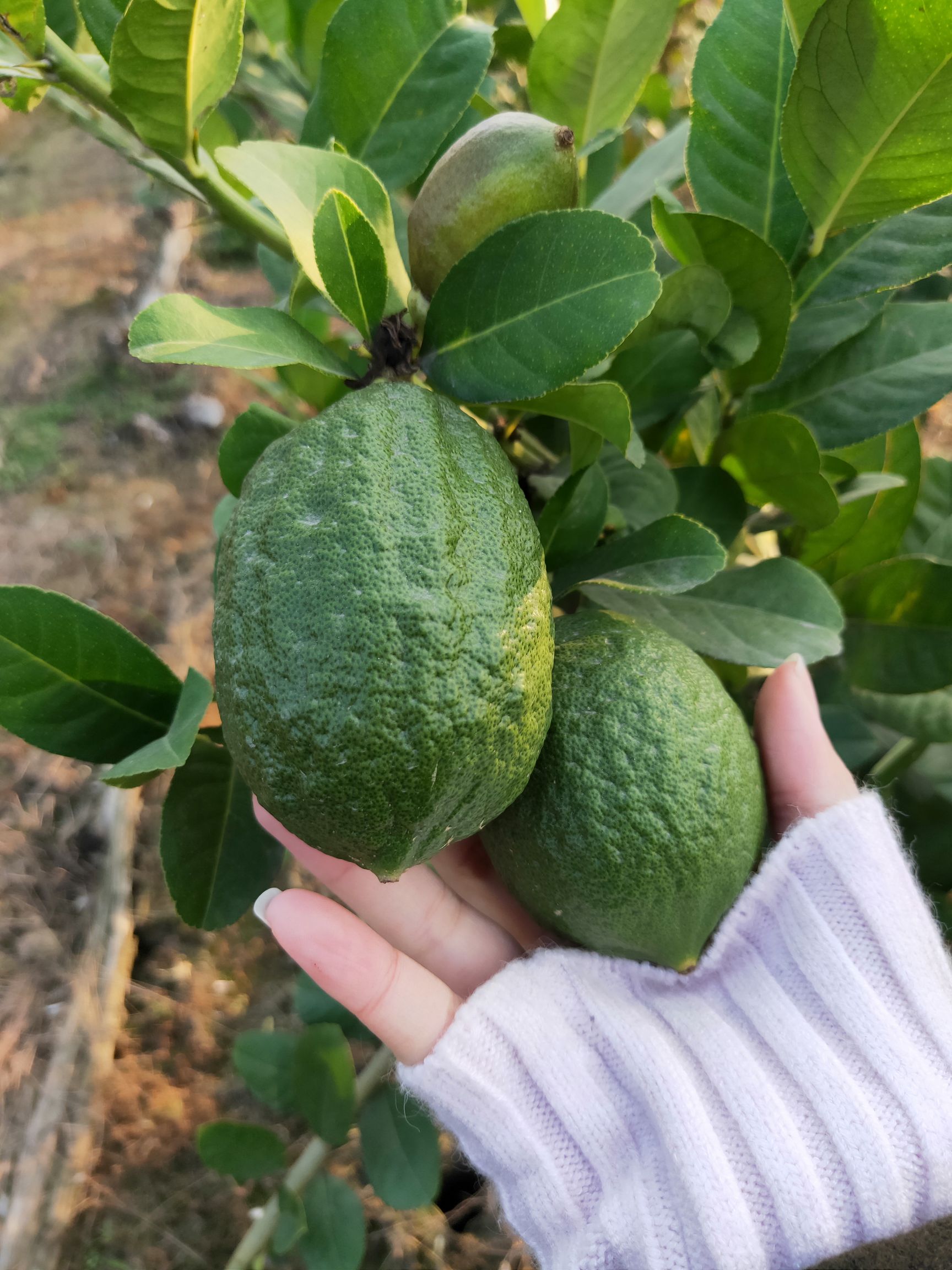 香水柠檬 2.7 - 3.2两