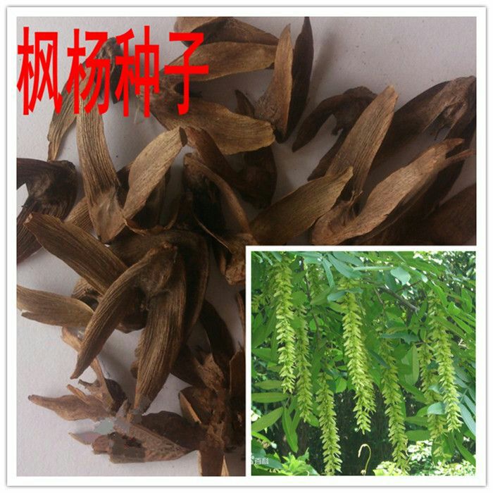 枫树种子