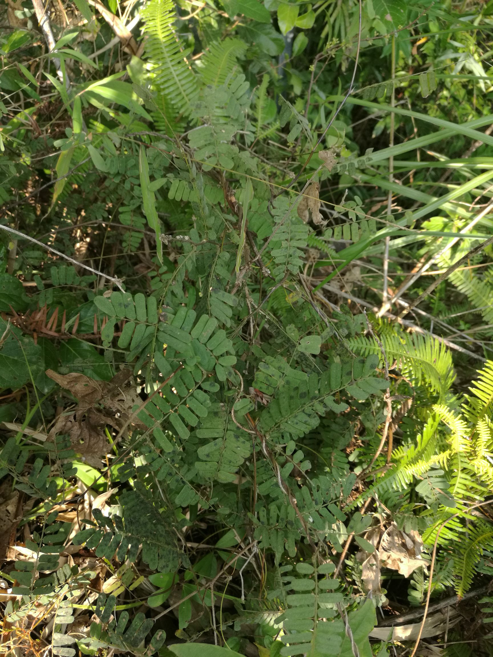 鸡骨草 