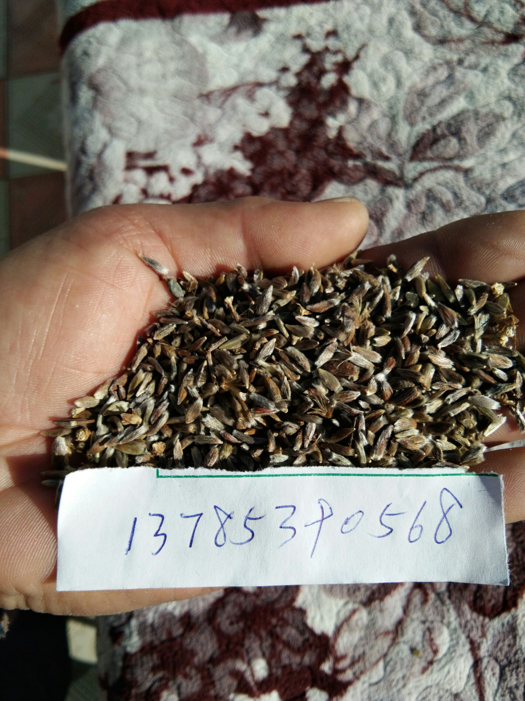苍术种子