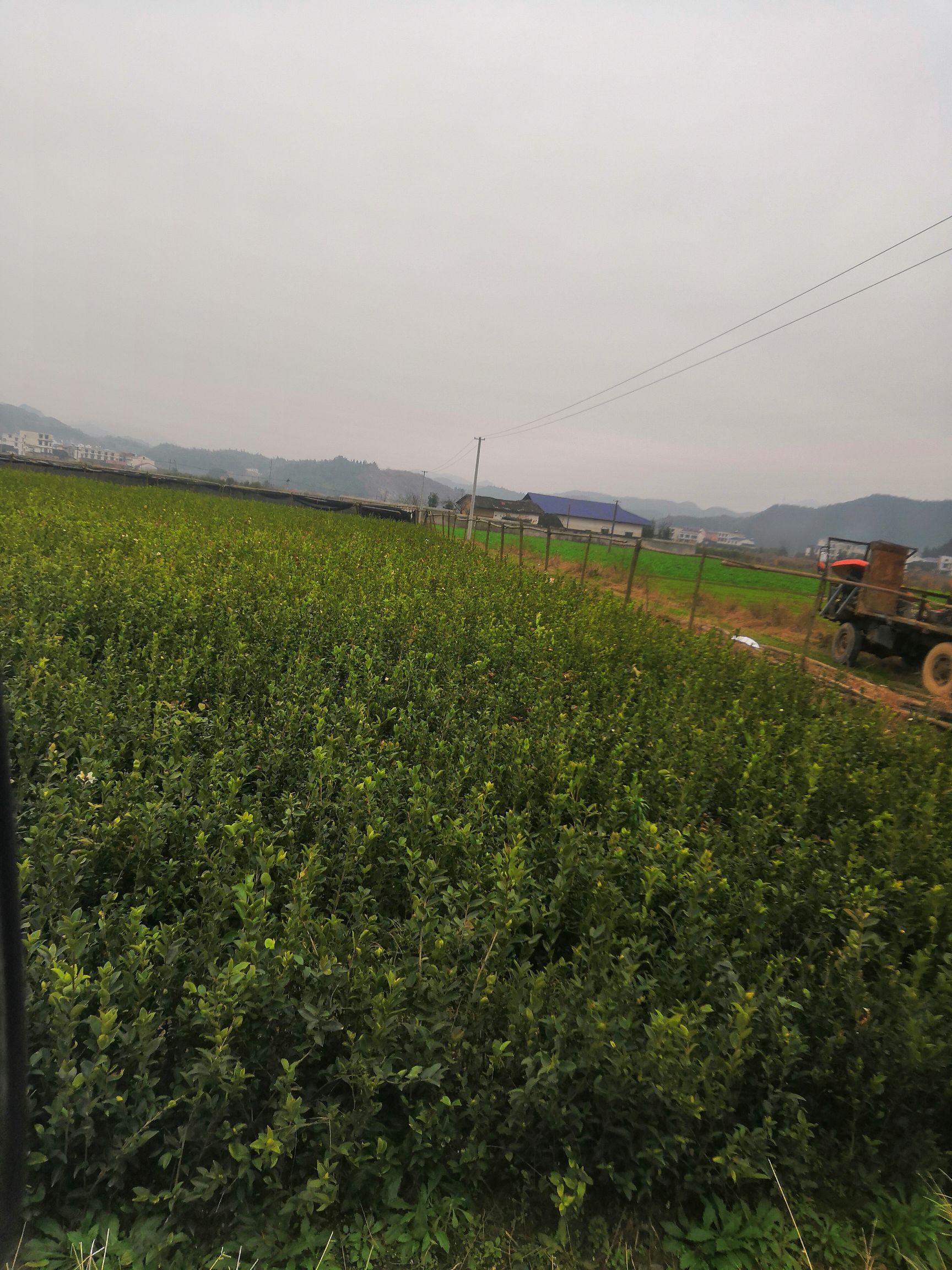 油茶苗基地直销湘林系列210号采用国有林场采穗圃枝条嫁接