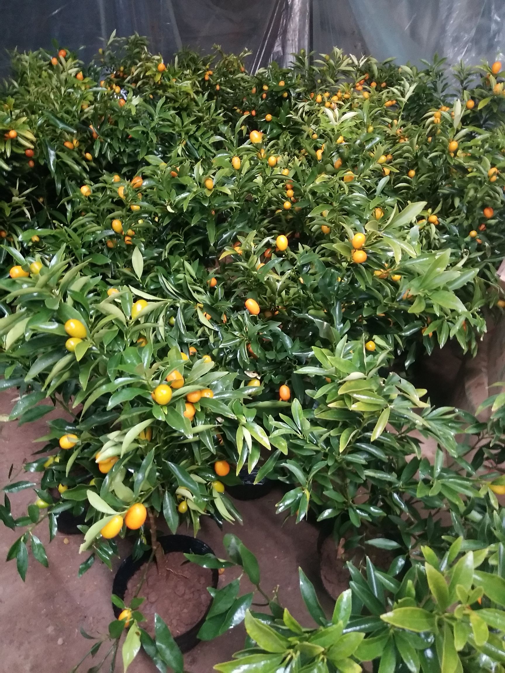 商品详情 果苗介绍:蜜脆金桔苗 苗龄:两年 高度:80公分左右 粗度:一