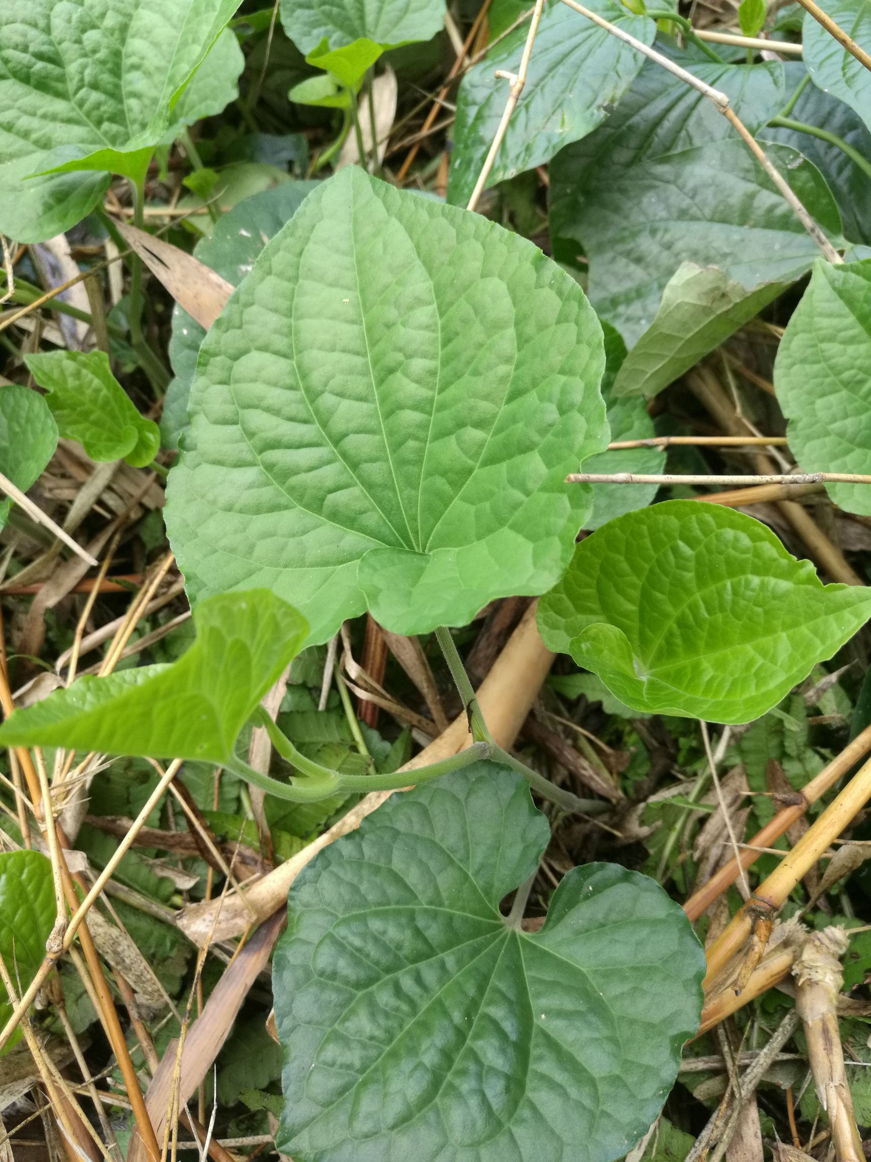 假蒟批发采购_假蒟供应_假蒟价格