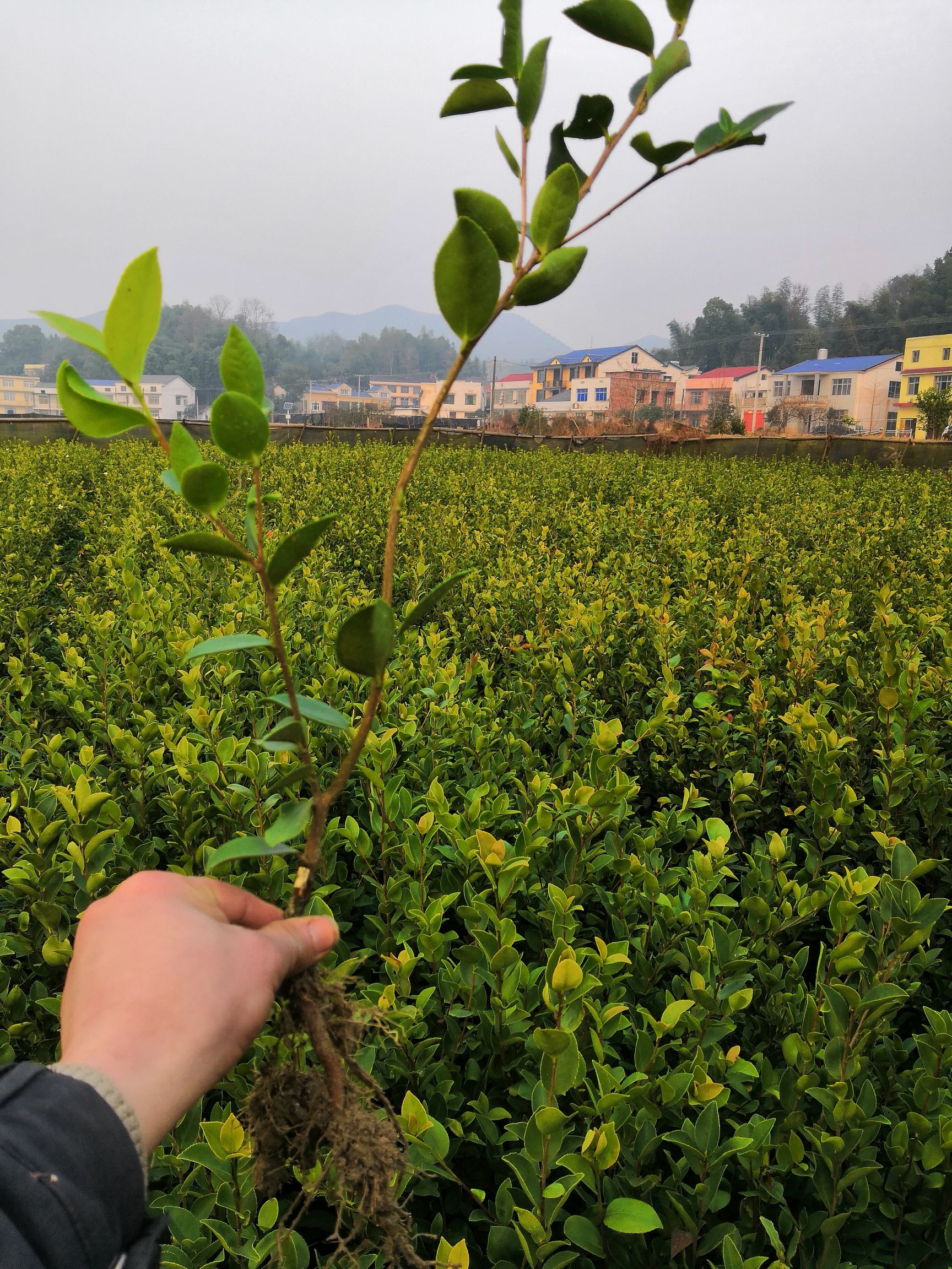 油茶苗基地直销湘林系列210号采用国有林场采穗圃枝条嫁接