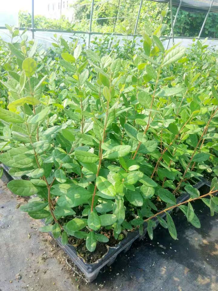基地种植新西兰菲油果,费约果苗自花授粉