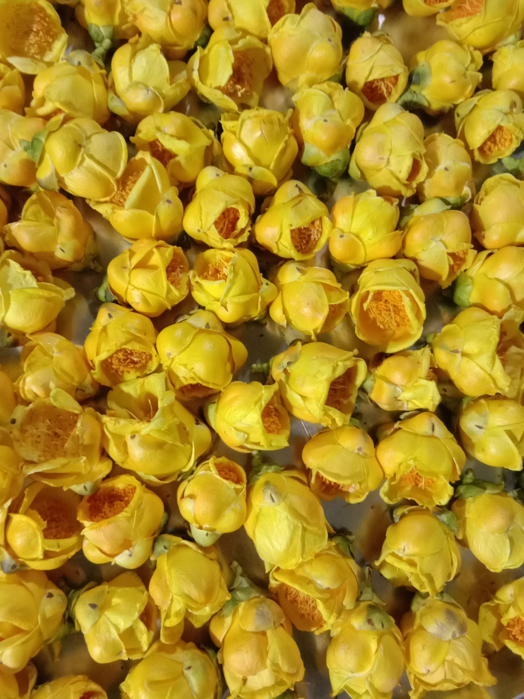 国宝金花茶