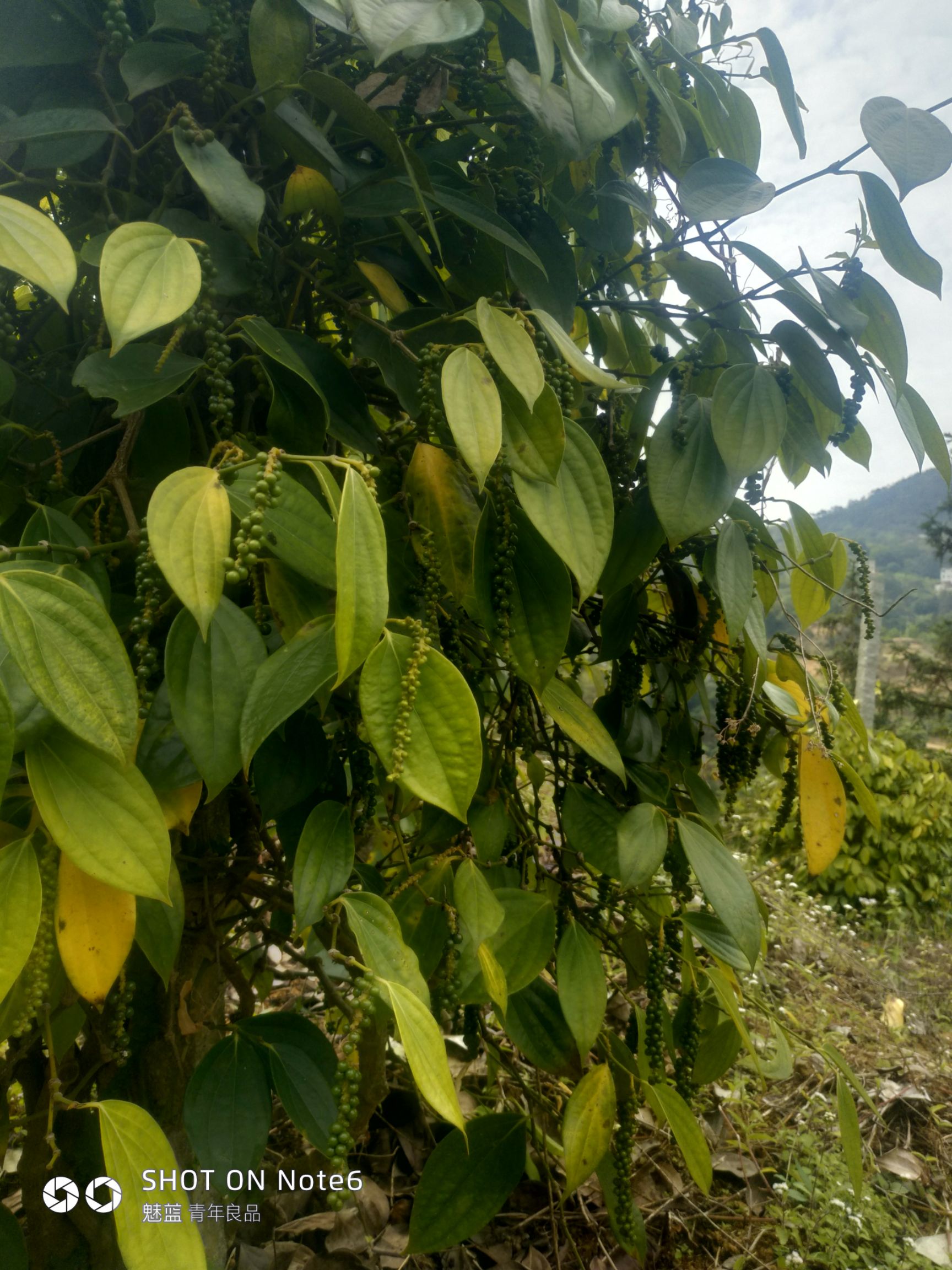 黑胡椒