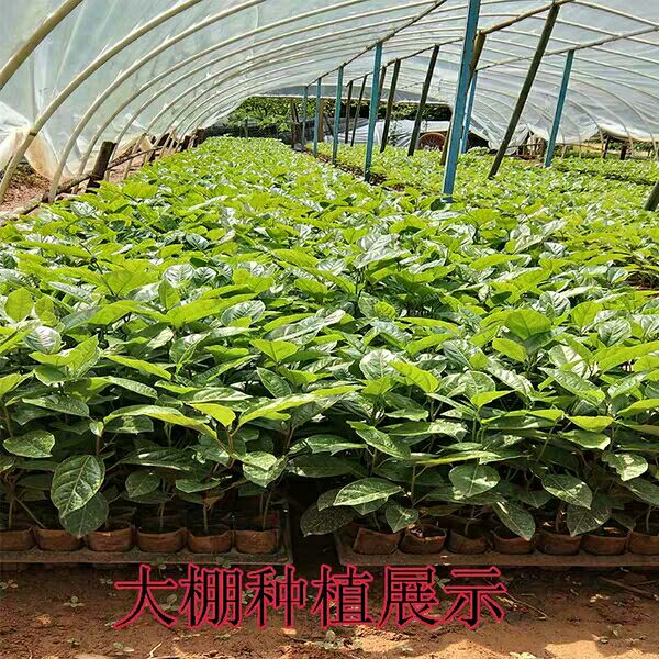 新品种香蜜木瓜百香果苗黄金甜蜜蜜百香果苗百香果树苗四季可种植