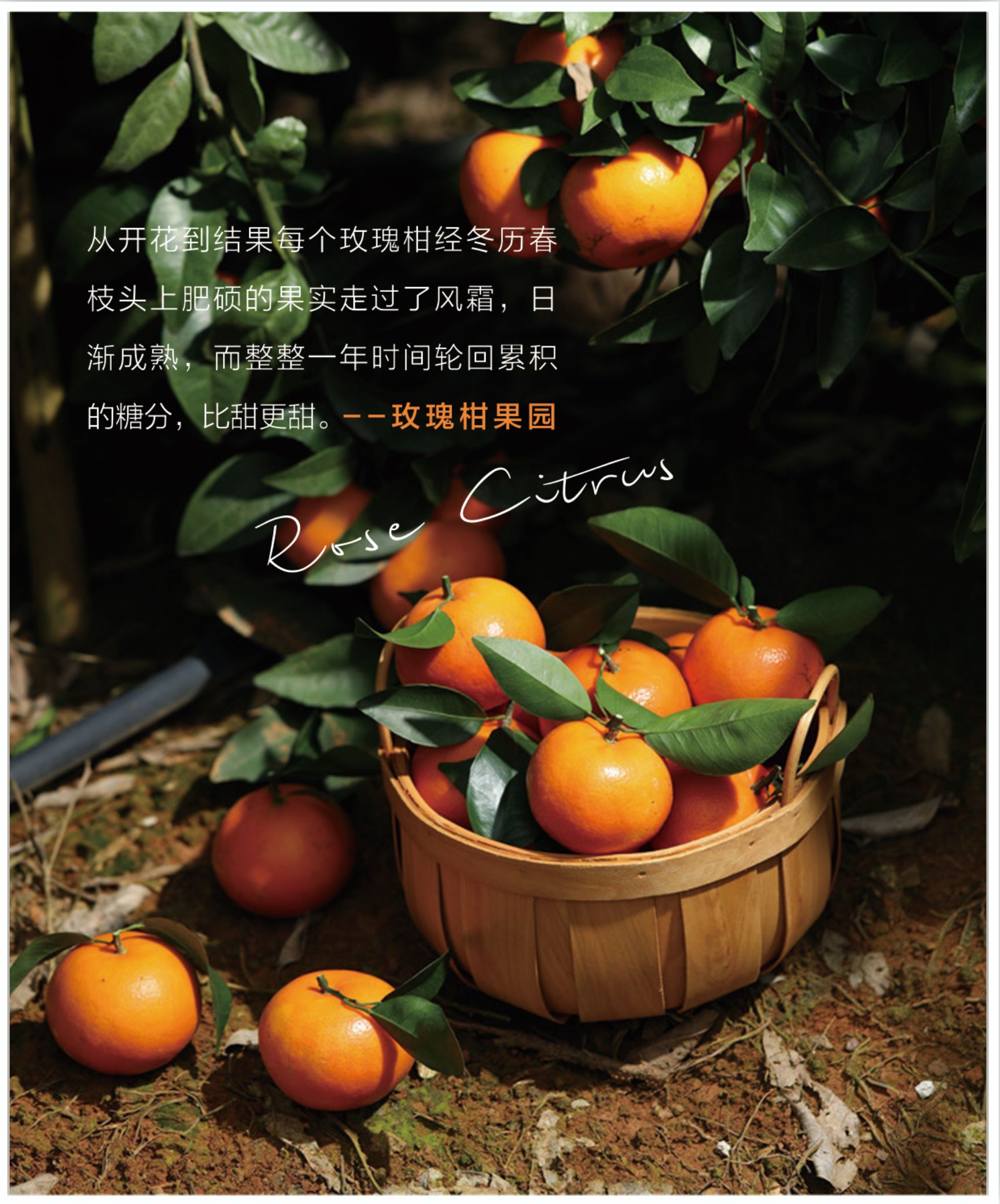 商品详情 玫瑰柑源于北回归线最美绿洲——广州从化.