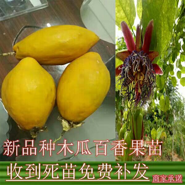 新品种香蜜木瓜百香果苗黄金甜蜜蜜百香果苗百香果树苗四季可种植