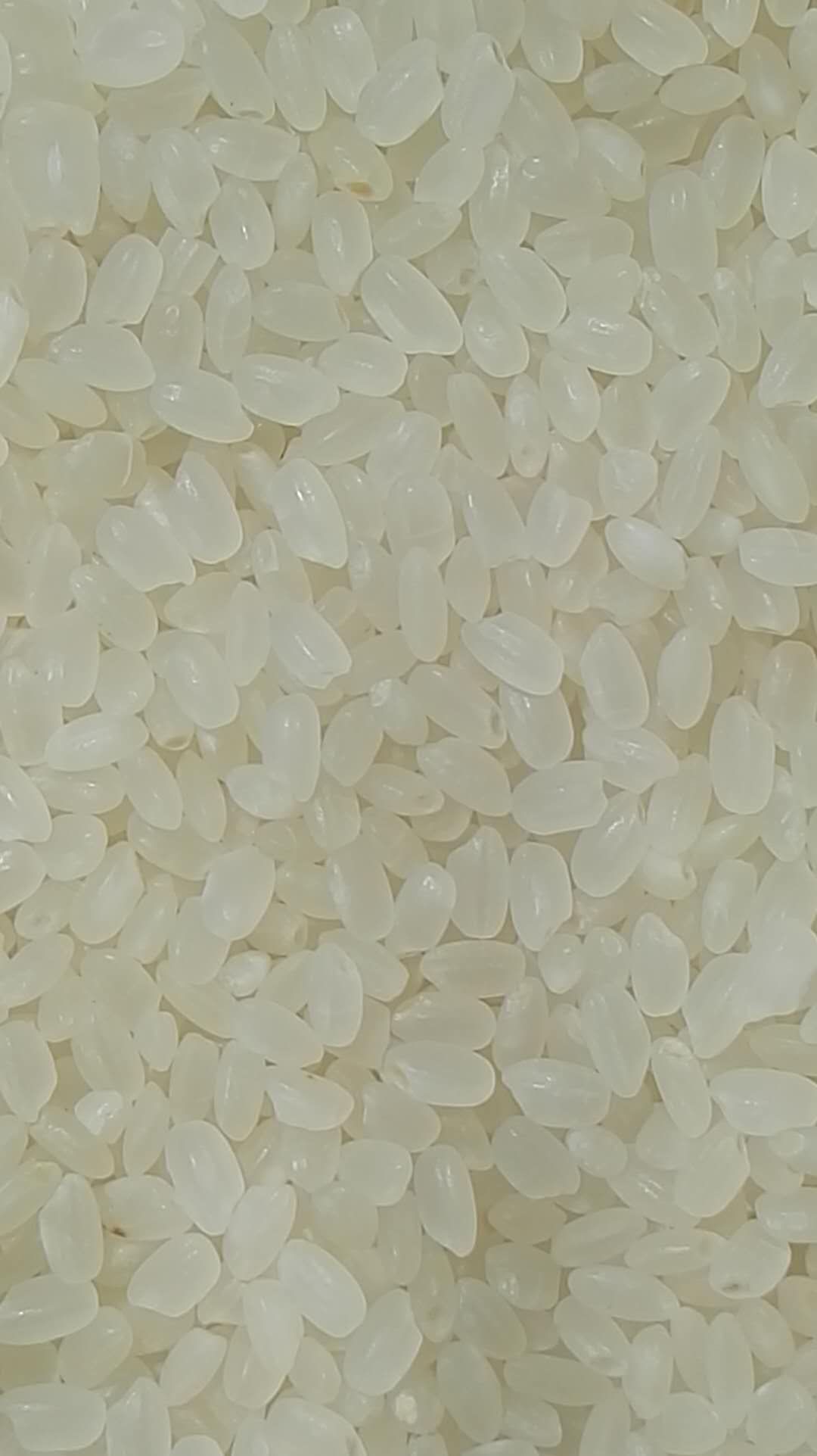 圆粒大米 东北珍珠米
