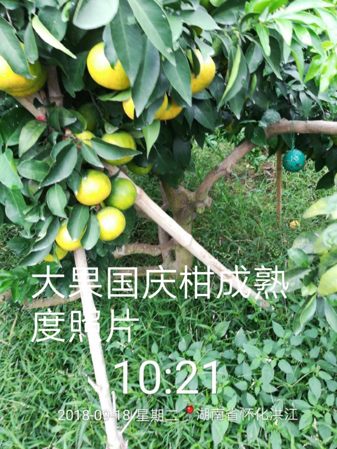 大果国庆柑(暂定名)是我中心柑桔专家钦代武2009年9月在湖南洪江爱媛