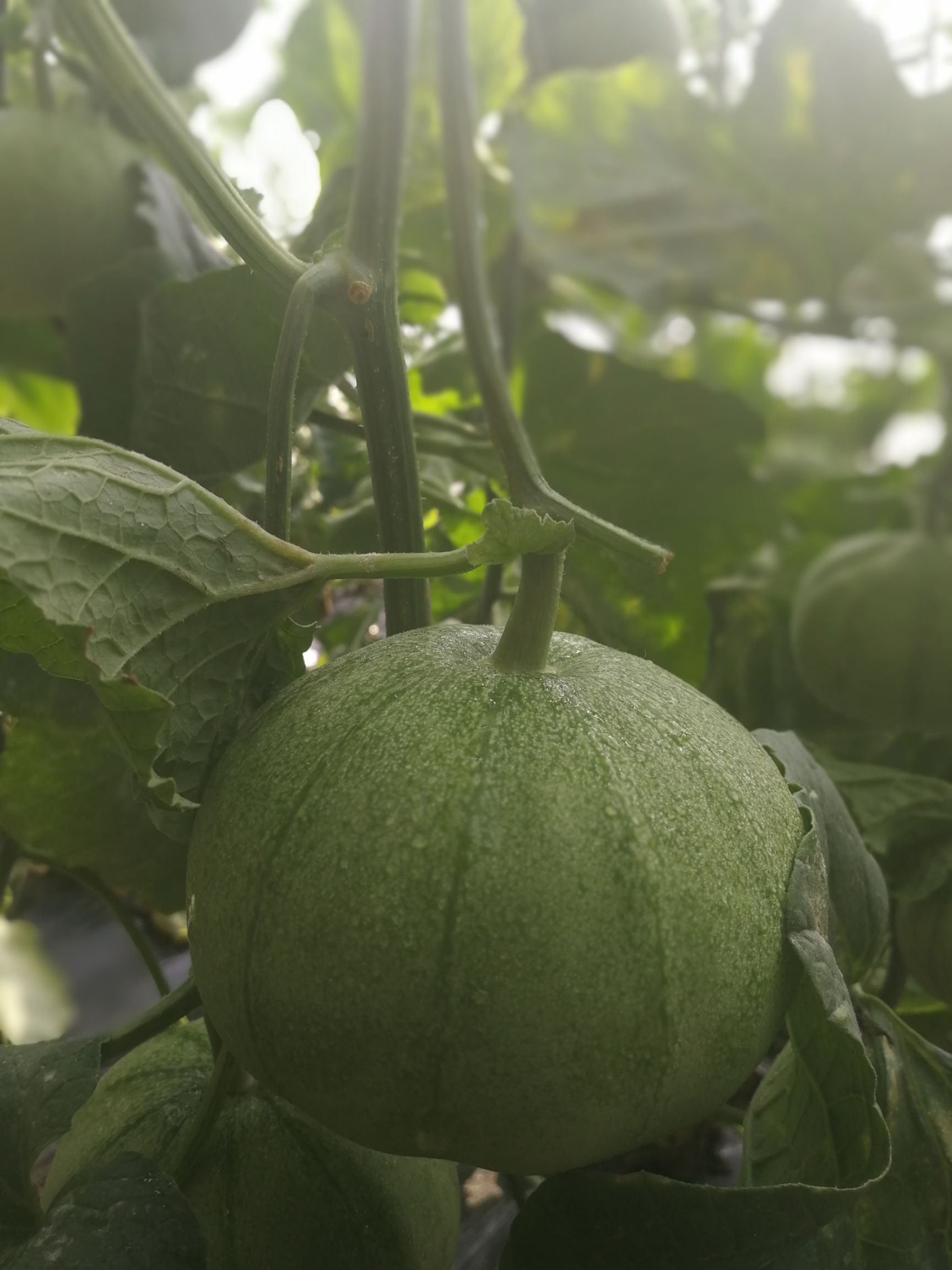 脆宝甜瓜05斤以上