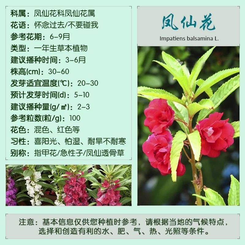 江苏省宿迁市沭阳县凤仙草种子 散装凤仙花种子