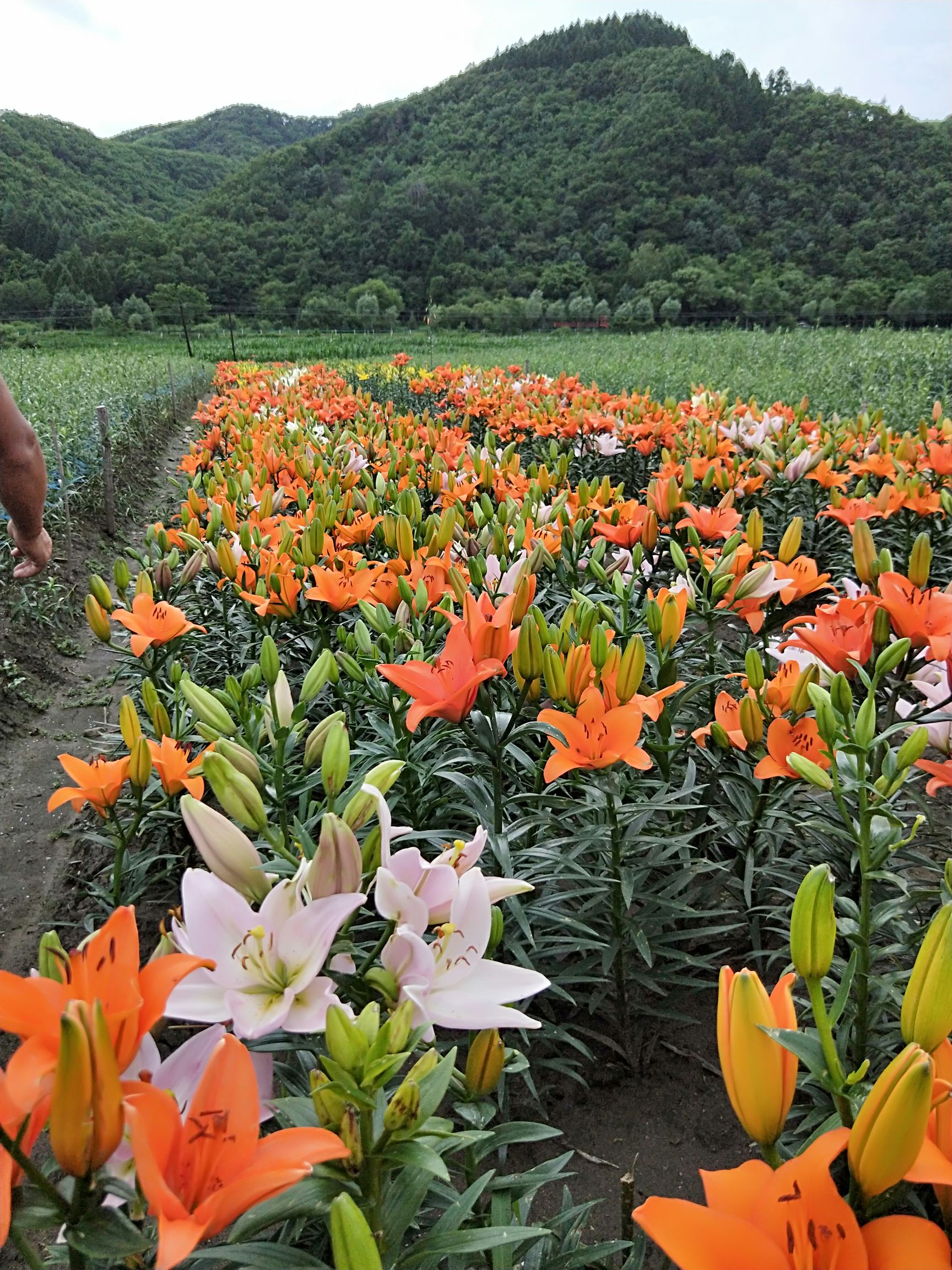 可以提供:基地直供,支持快递,免费种植技术