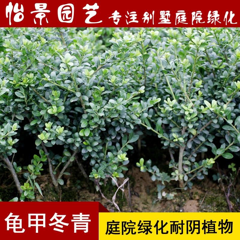 龟甲冬青 绿篱小苗