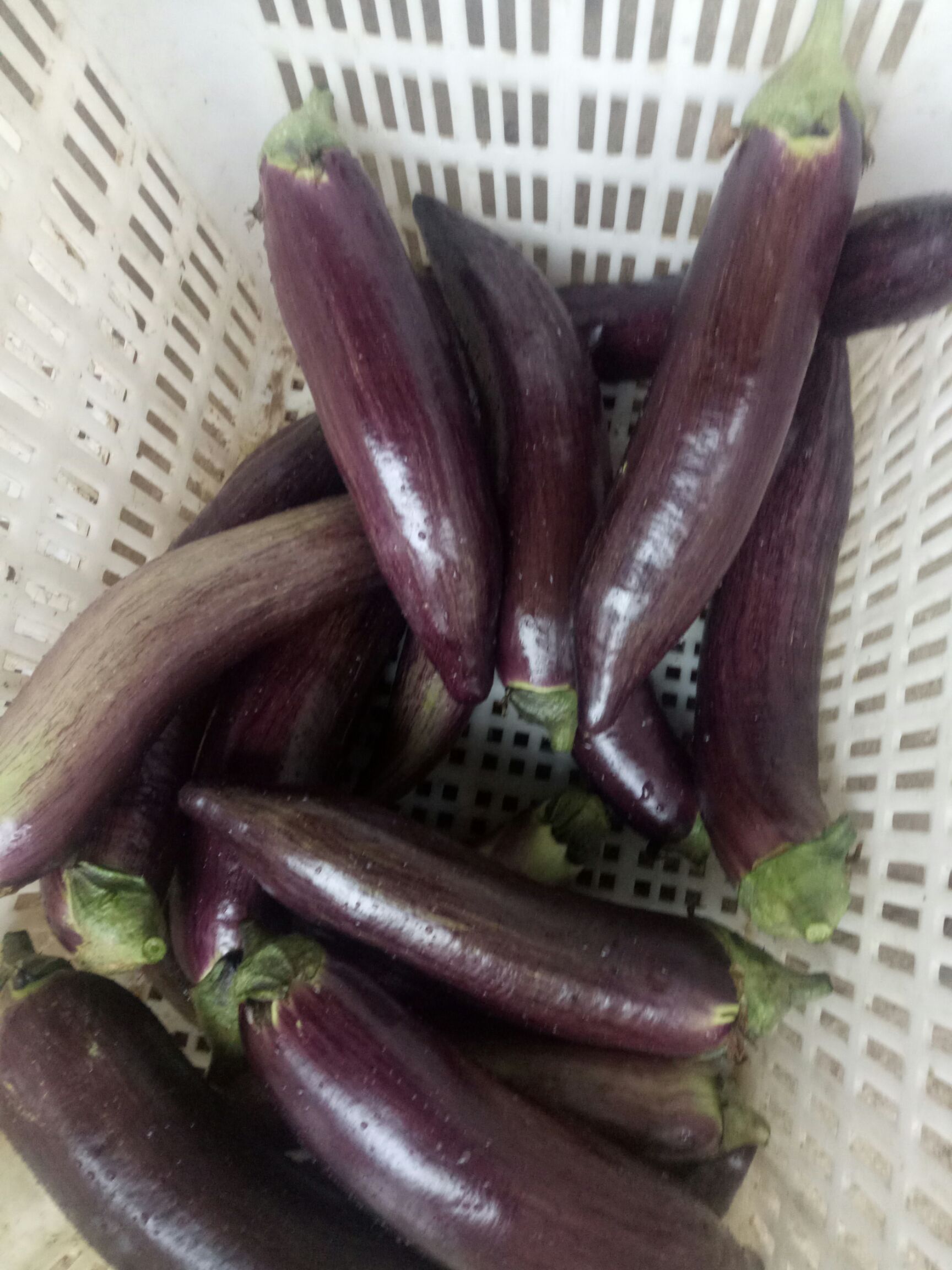 精选冰川茄子