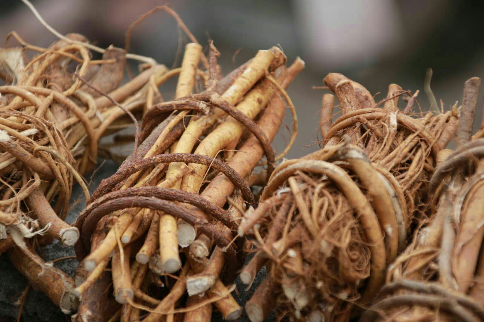 五指毛桃 土黄芪