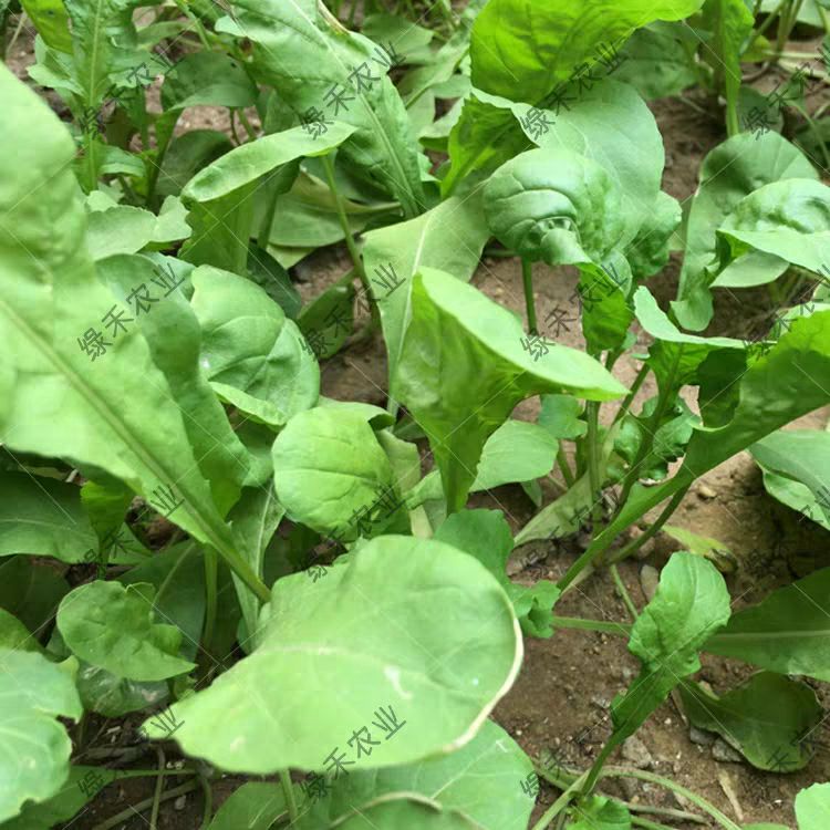 芝麻菜种子 大叶 臭菜高产新品